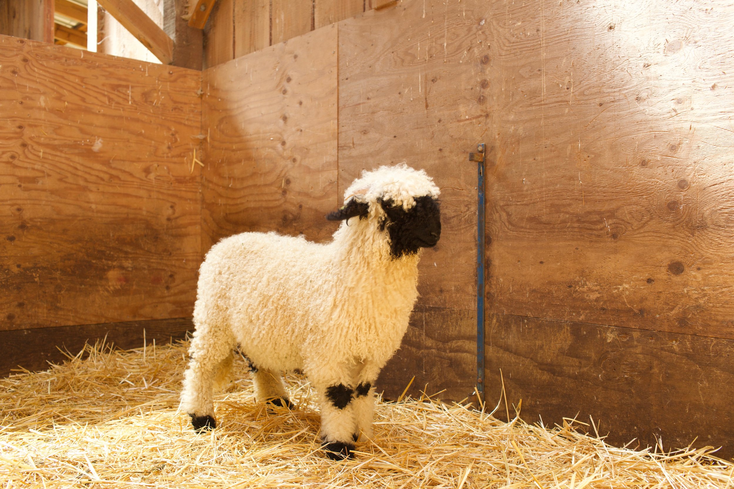 0658-857_PV_Ewe-lamb_3.jpeg
