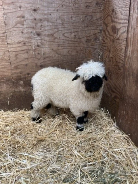 IMG_1410 Medium.jpeg