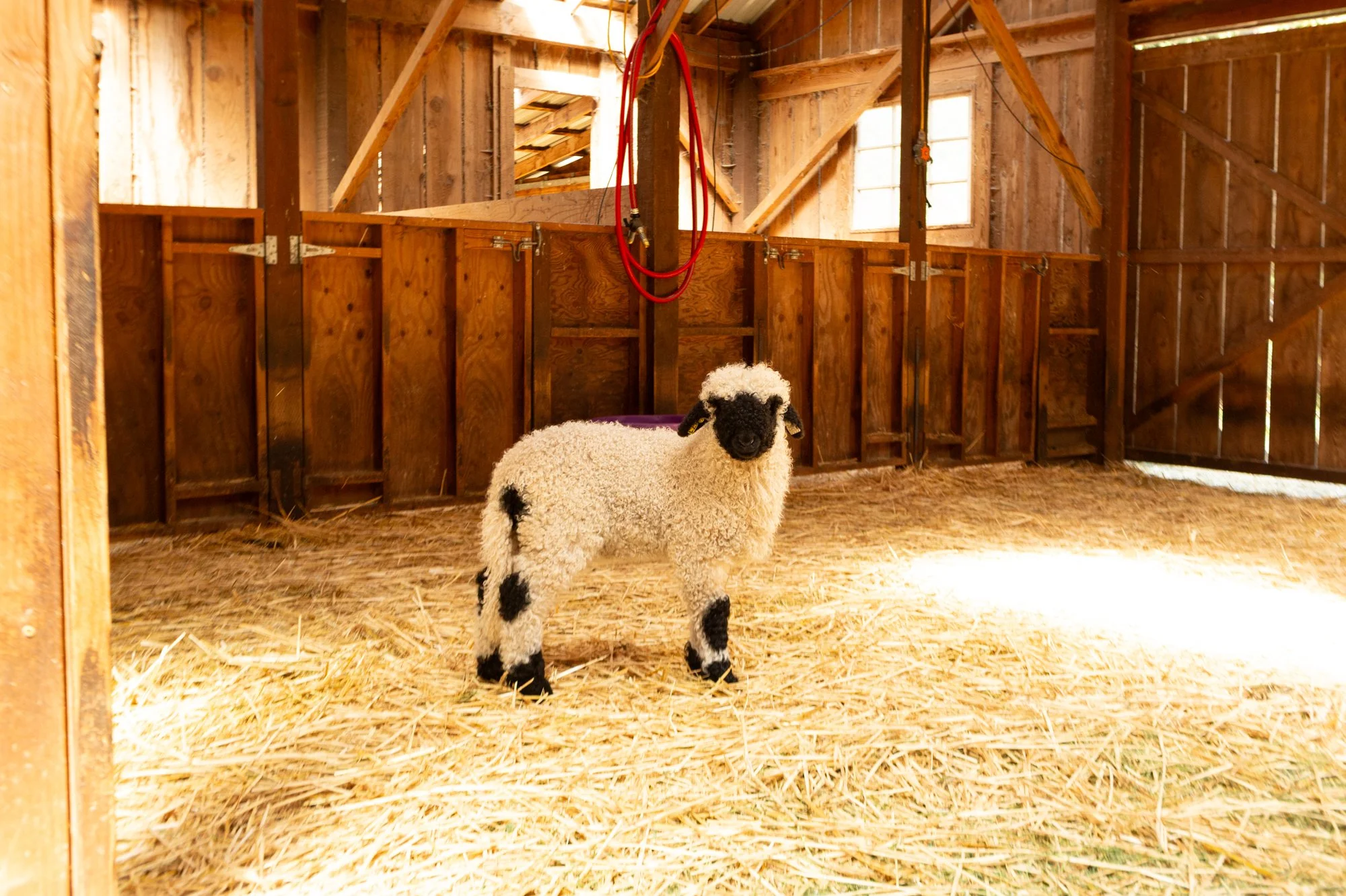 871_Frida_Ewe-Lamb_PV_2026-8.jpg