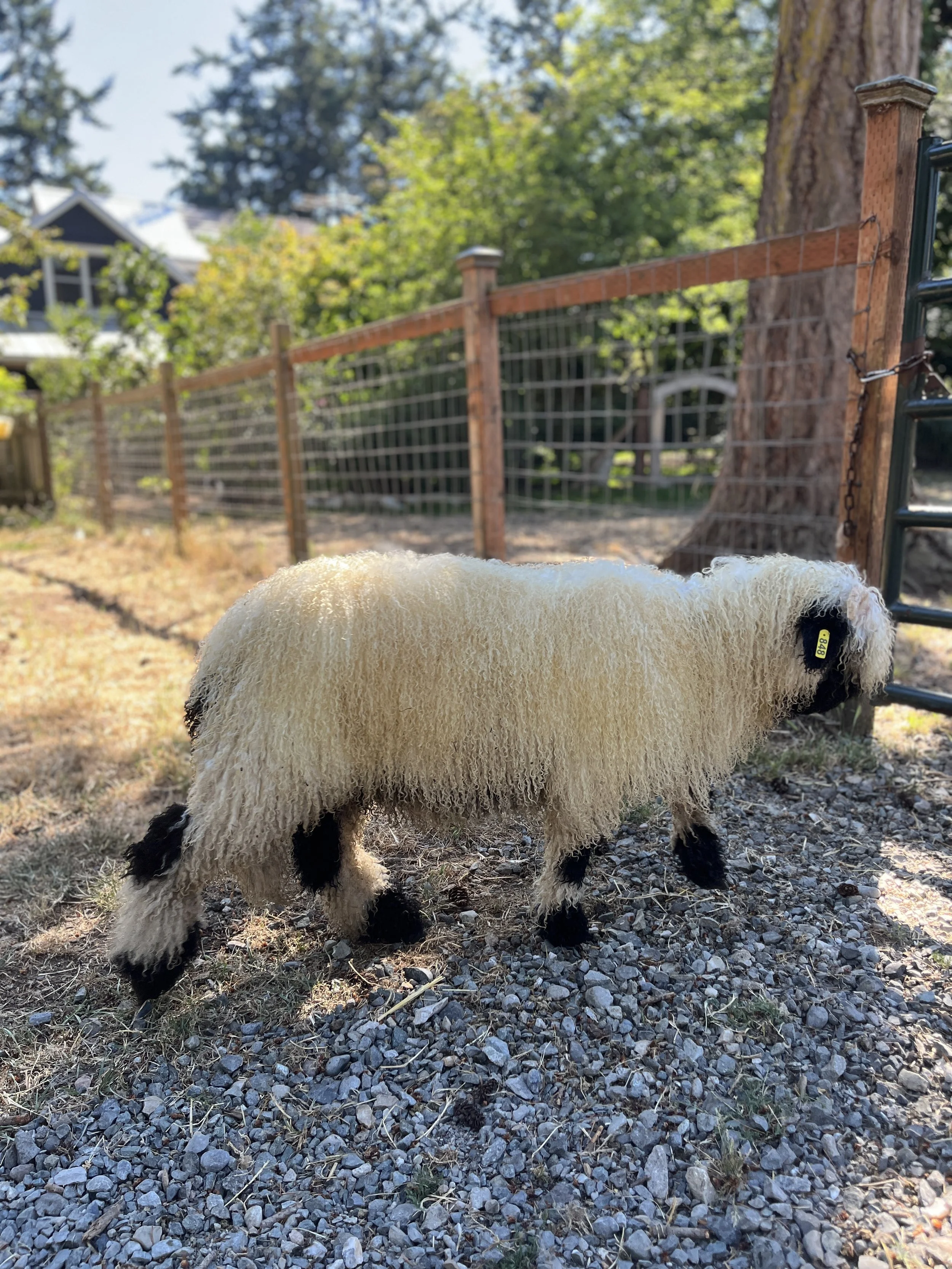 848_PV_Ewe_38.jpg
