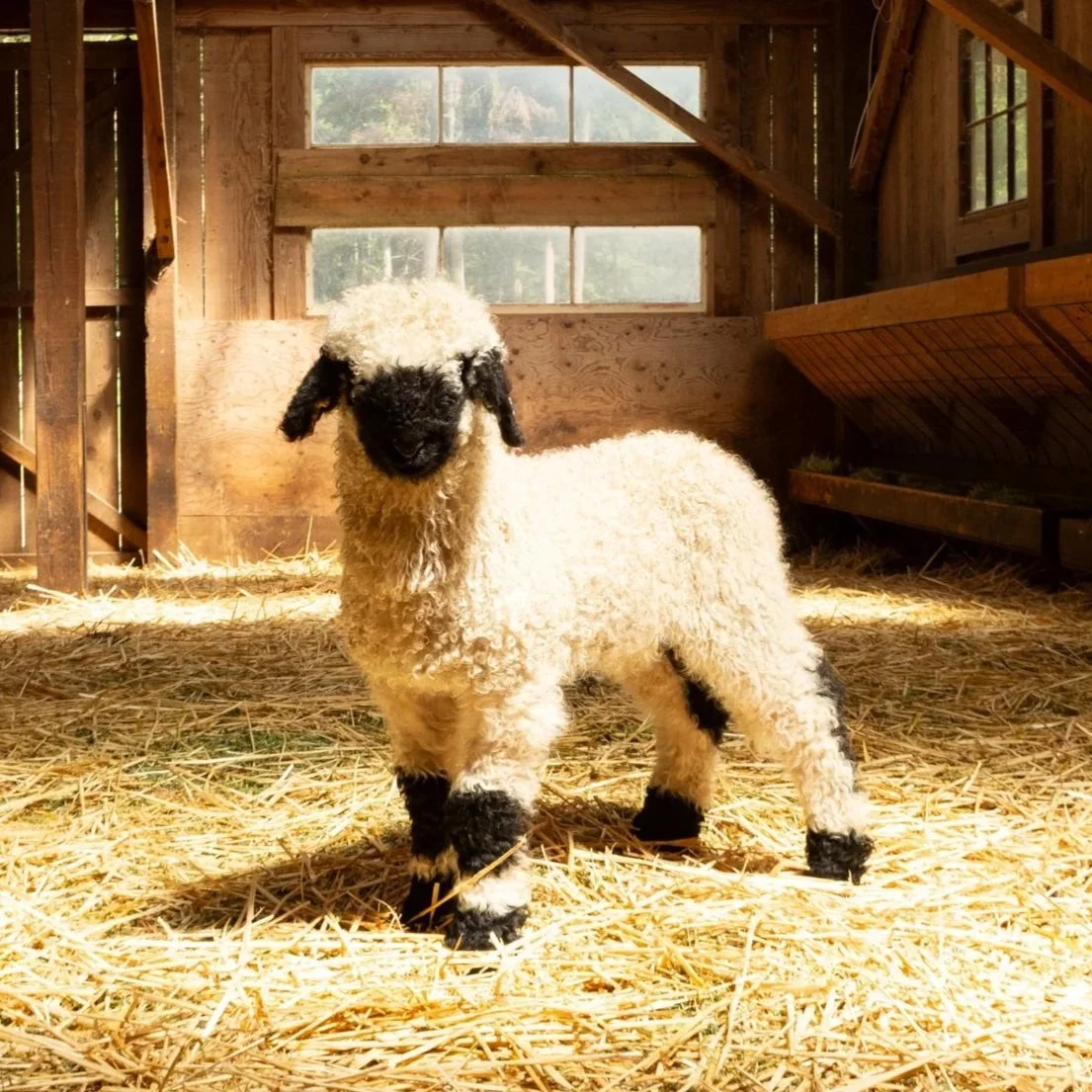 PV Falstaff 874 - Ram, 2026