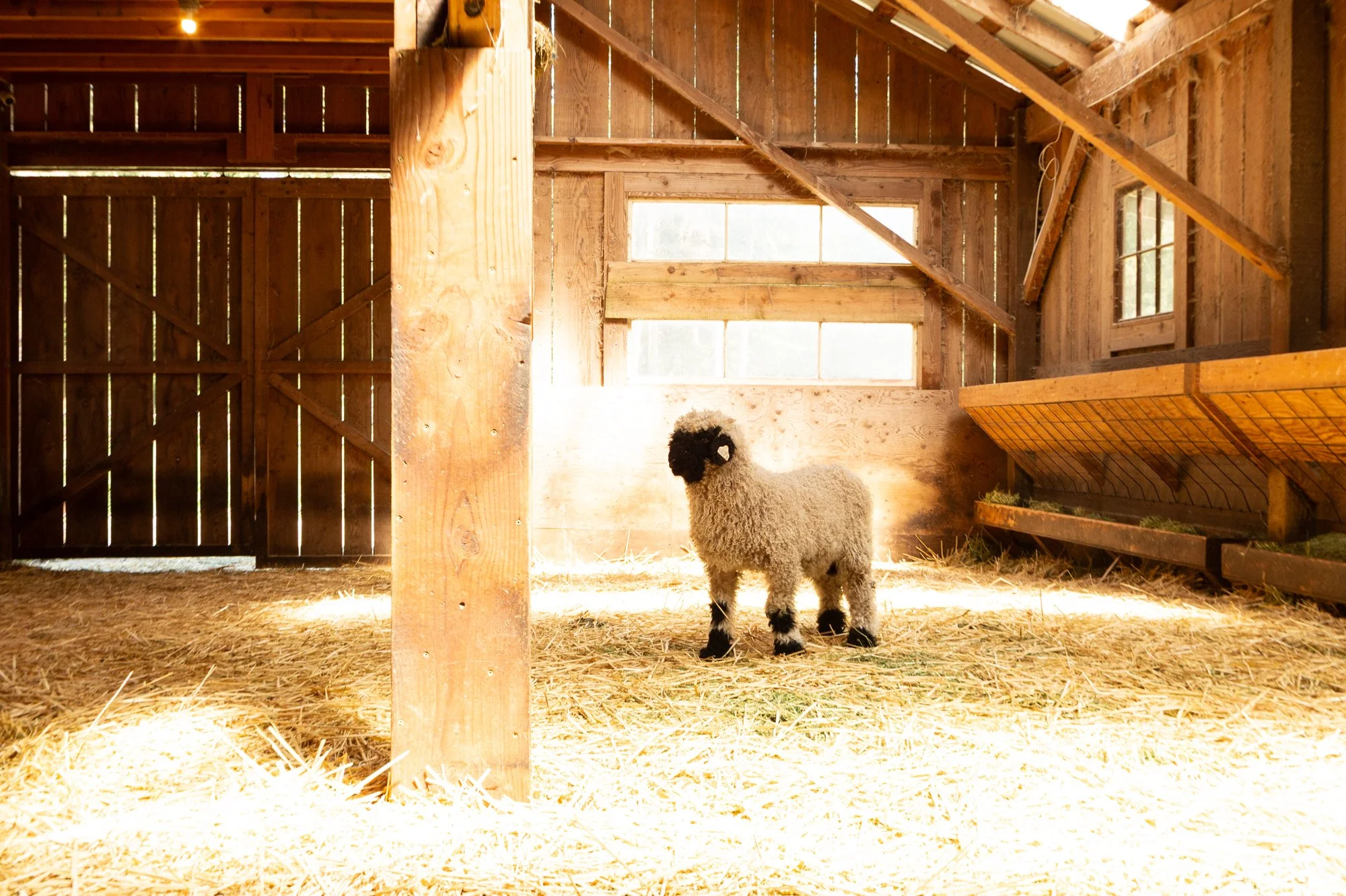 862_Felix_Ram-Lamb_PV_2026-4.jpg