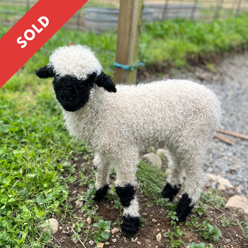 PV Elliot 844 - Ram, 2025