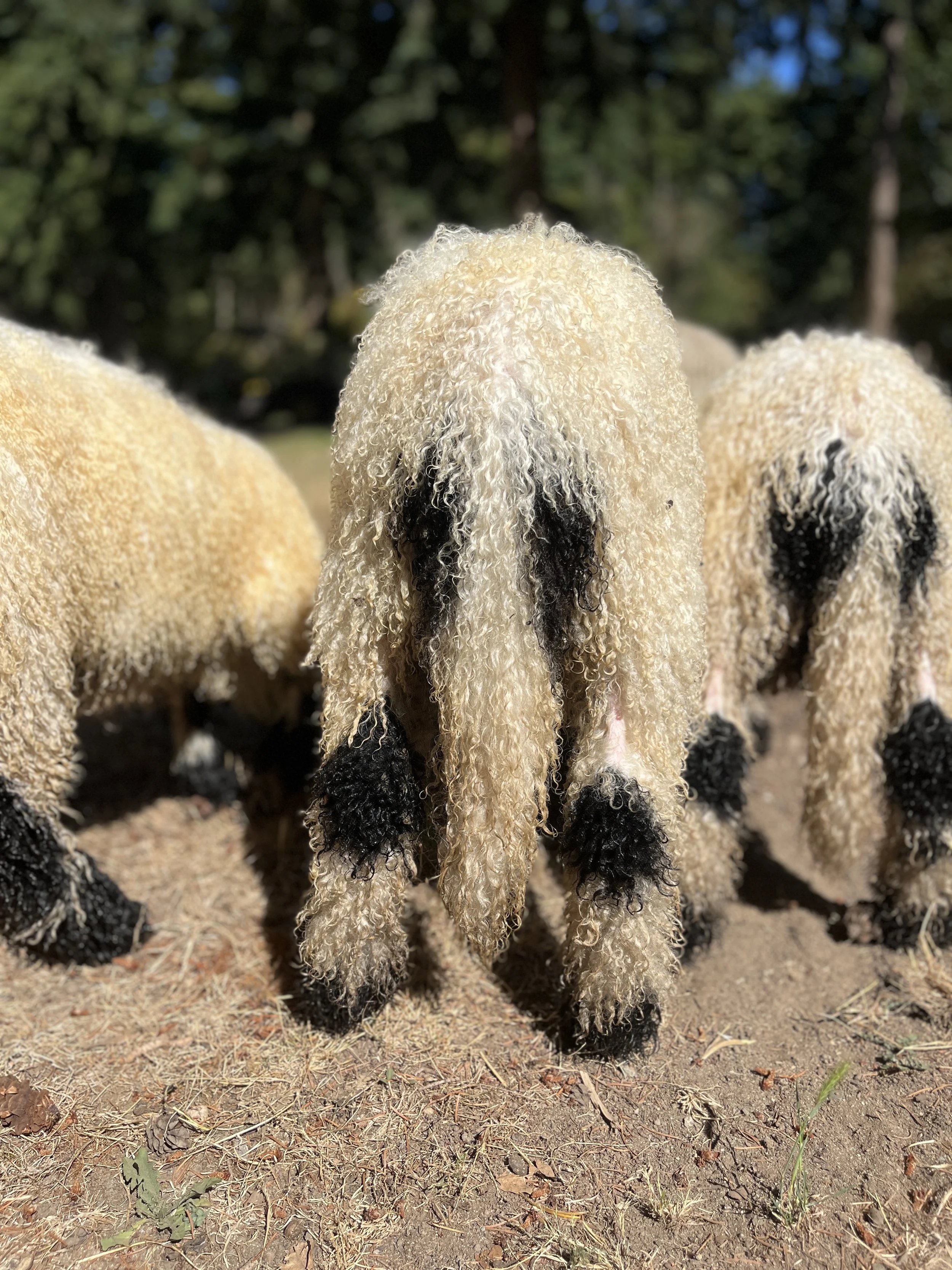 851_PV_Ewe_91.jpg