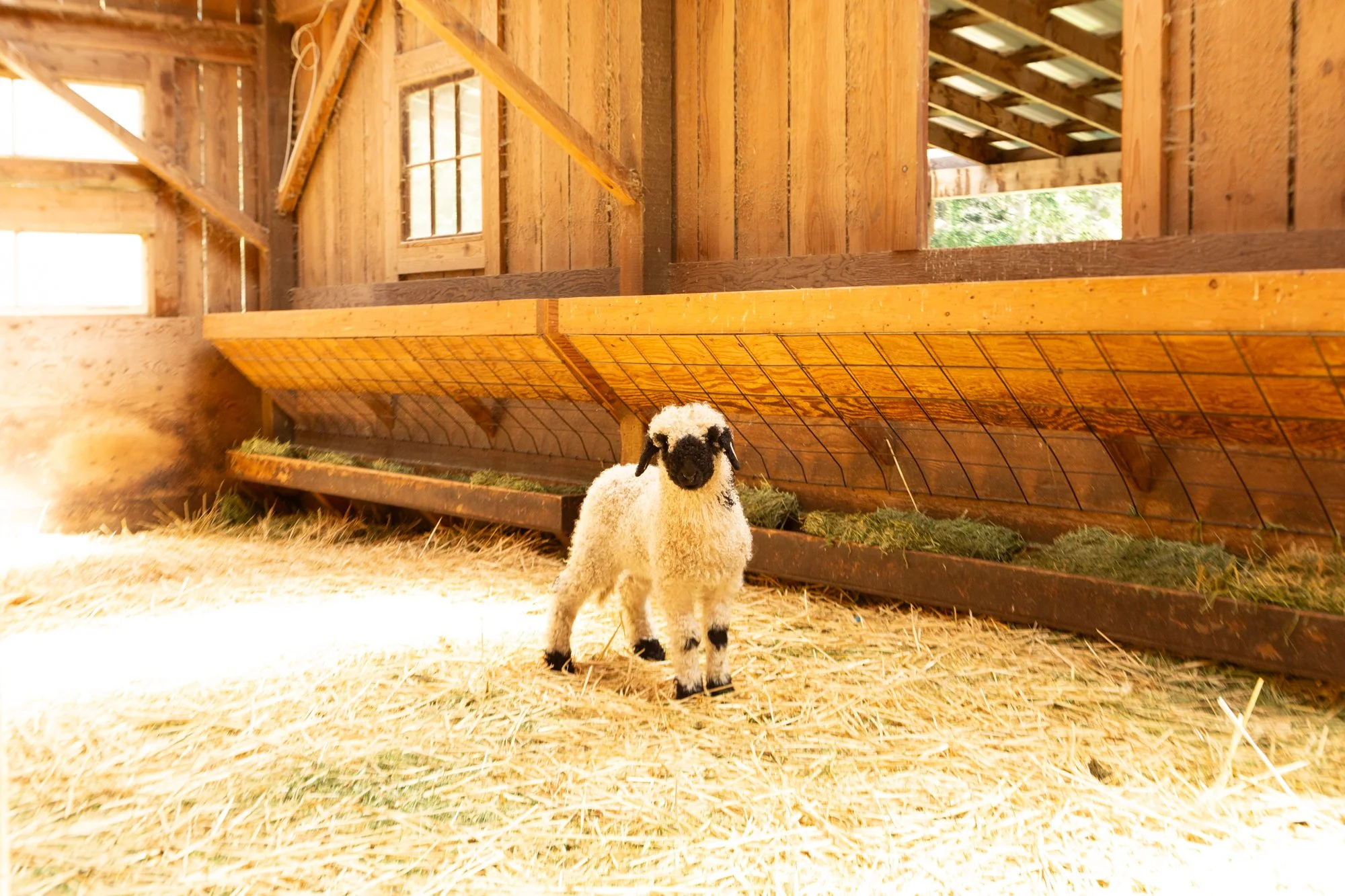 867_Fresia_Ewe-Lamb_PV_2026-2.jpg