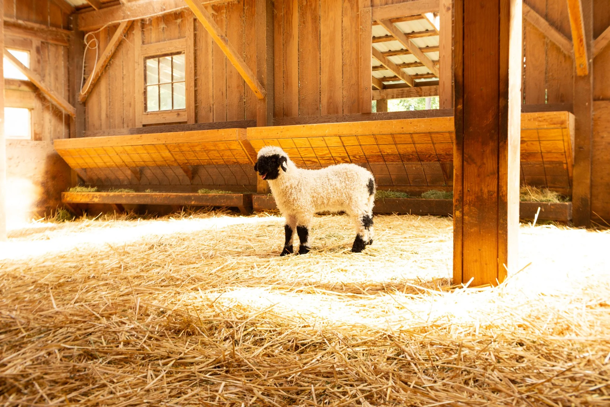 873_Fuschia_Ewe-Lamb_PV_2026-4.jpg