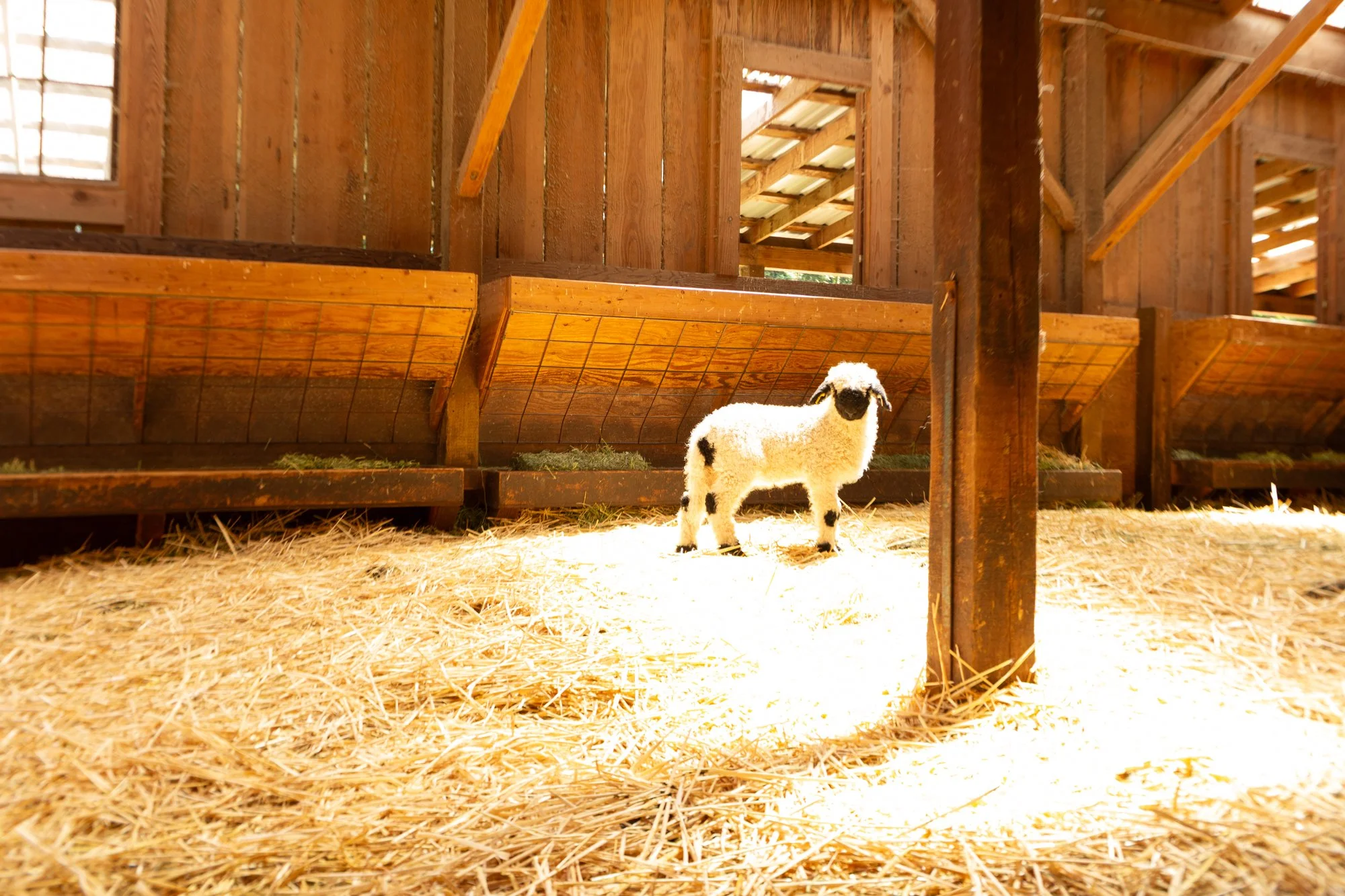 866_Freya_Ewe-Lamb_PV_2026-7.jpg