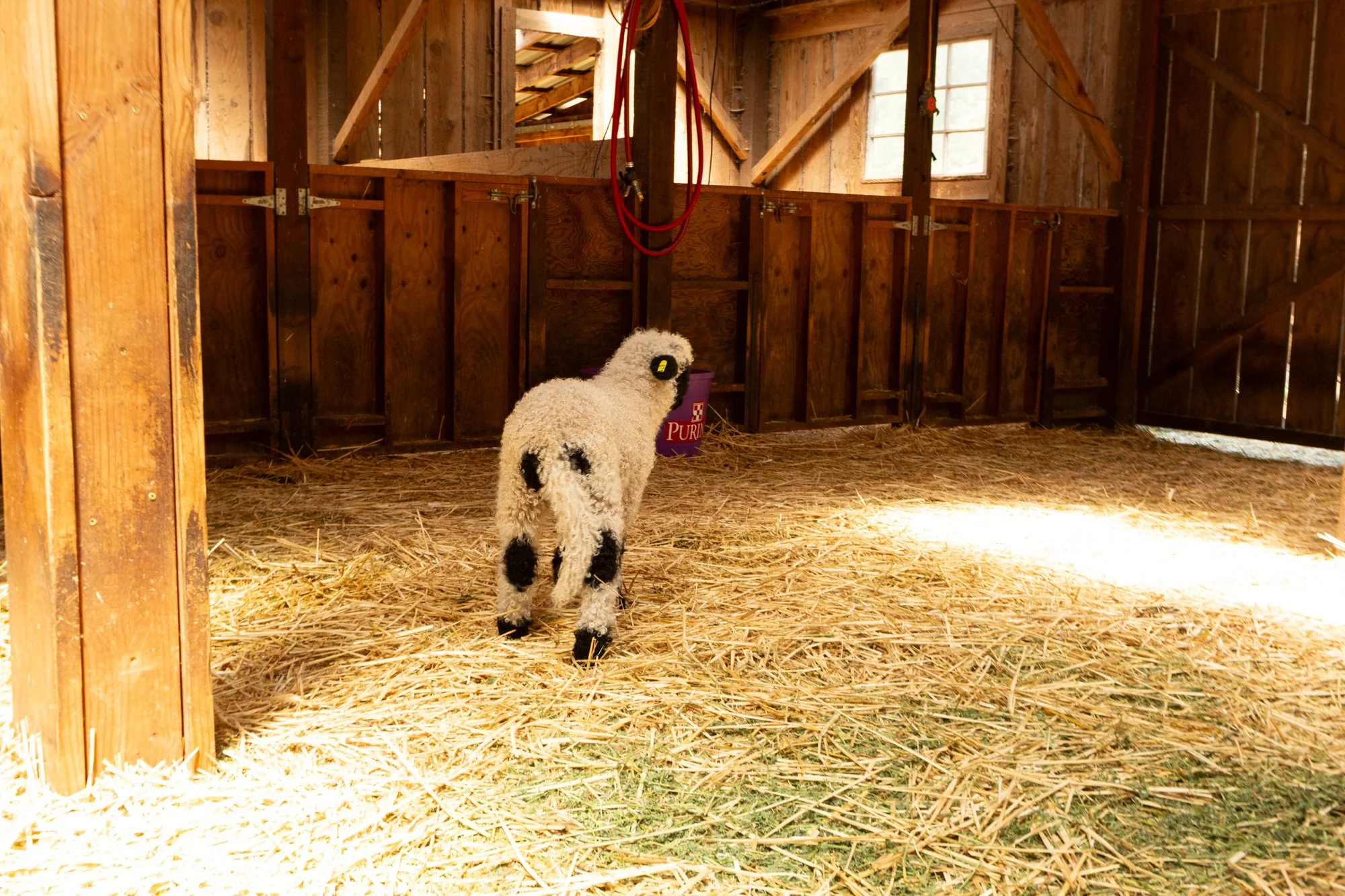 871_Frida_Ewe-Lamb_PV_2026-6.jpg