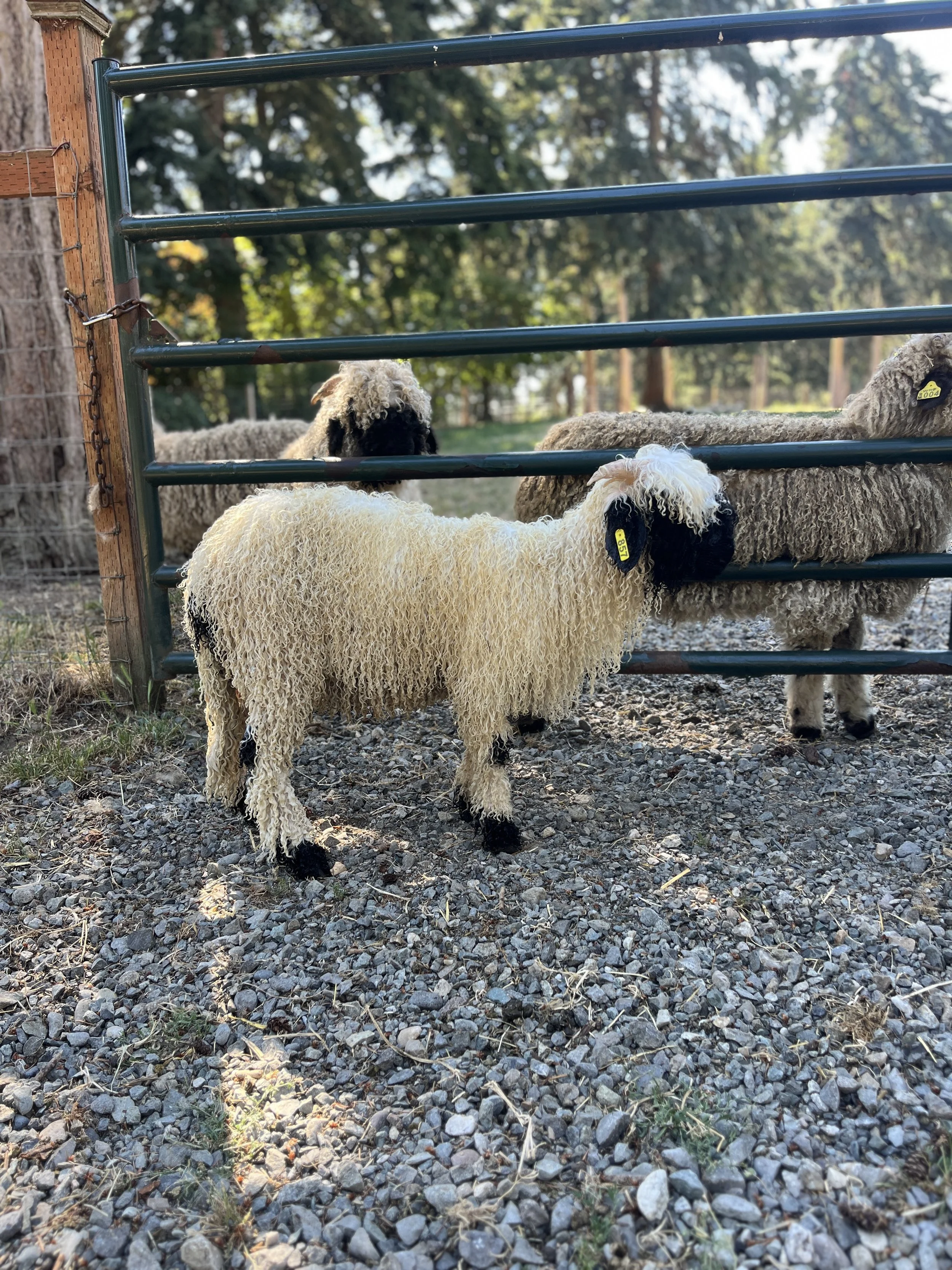 857_PV_Ewe_40.jpg