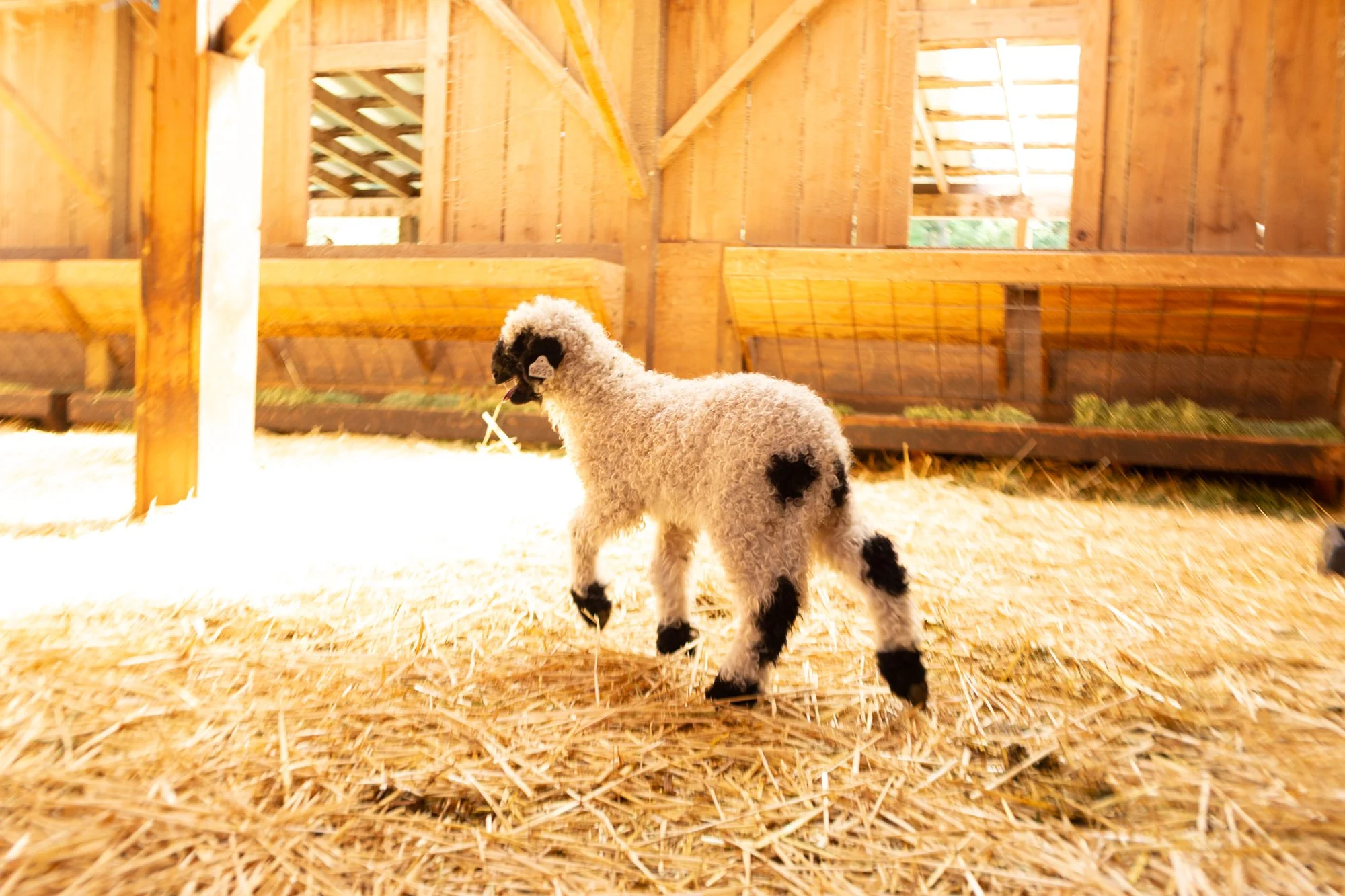 869_Francesca_Ewe-Lamb_PV_2026-3.jpg