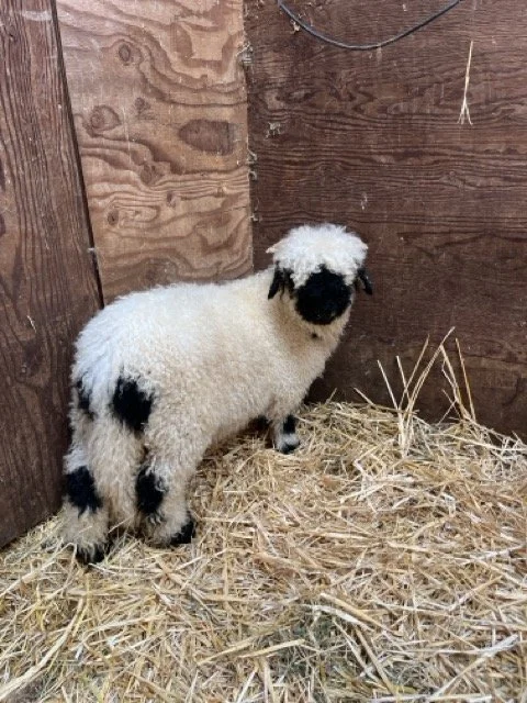 IMG_1394 Medium.jpeg