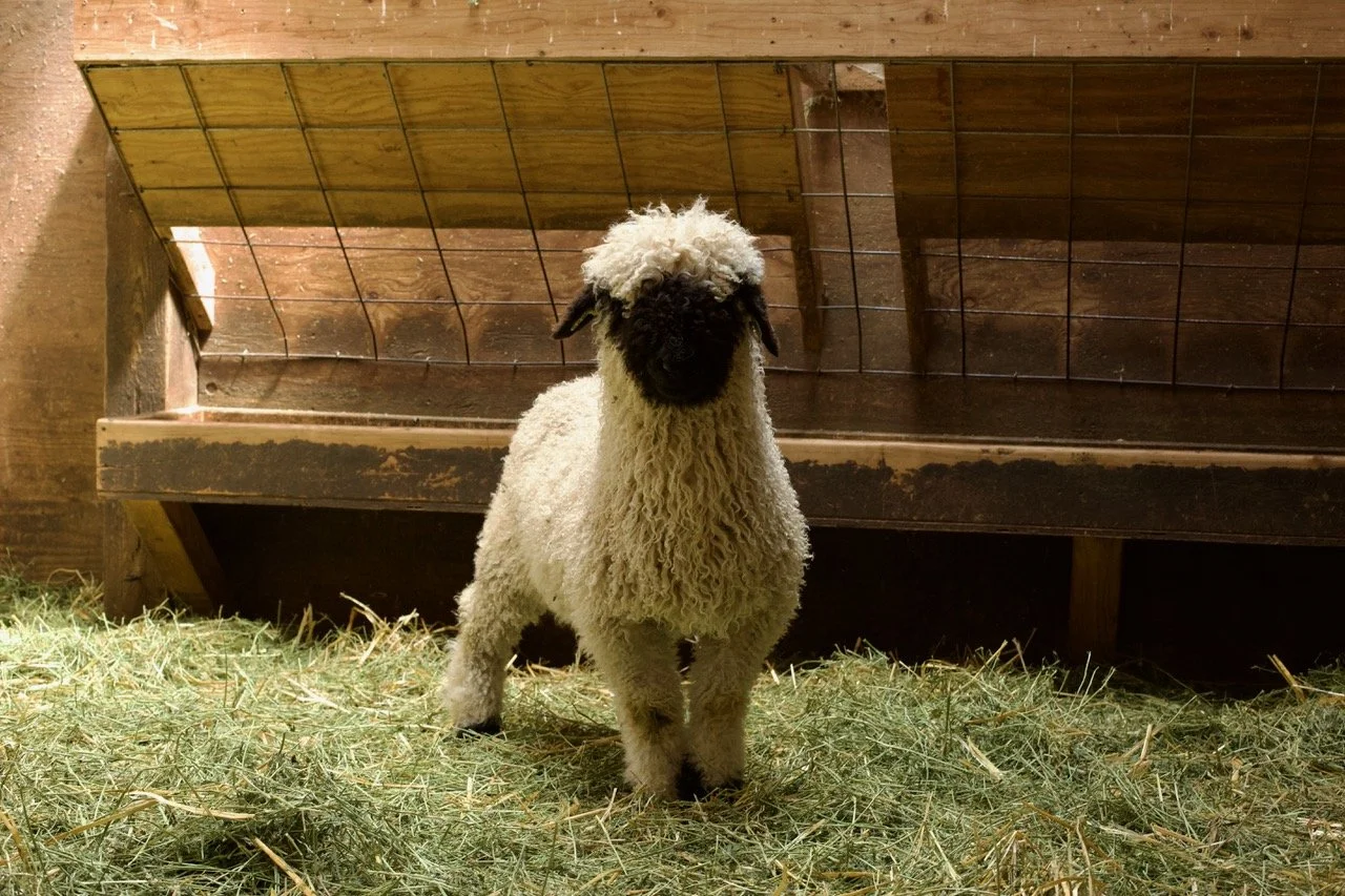 6_0476_829  _Demelza_Ewe_PV_5.jpeg