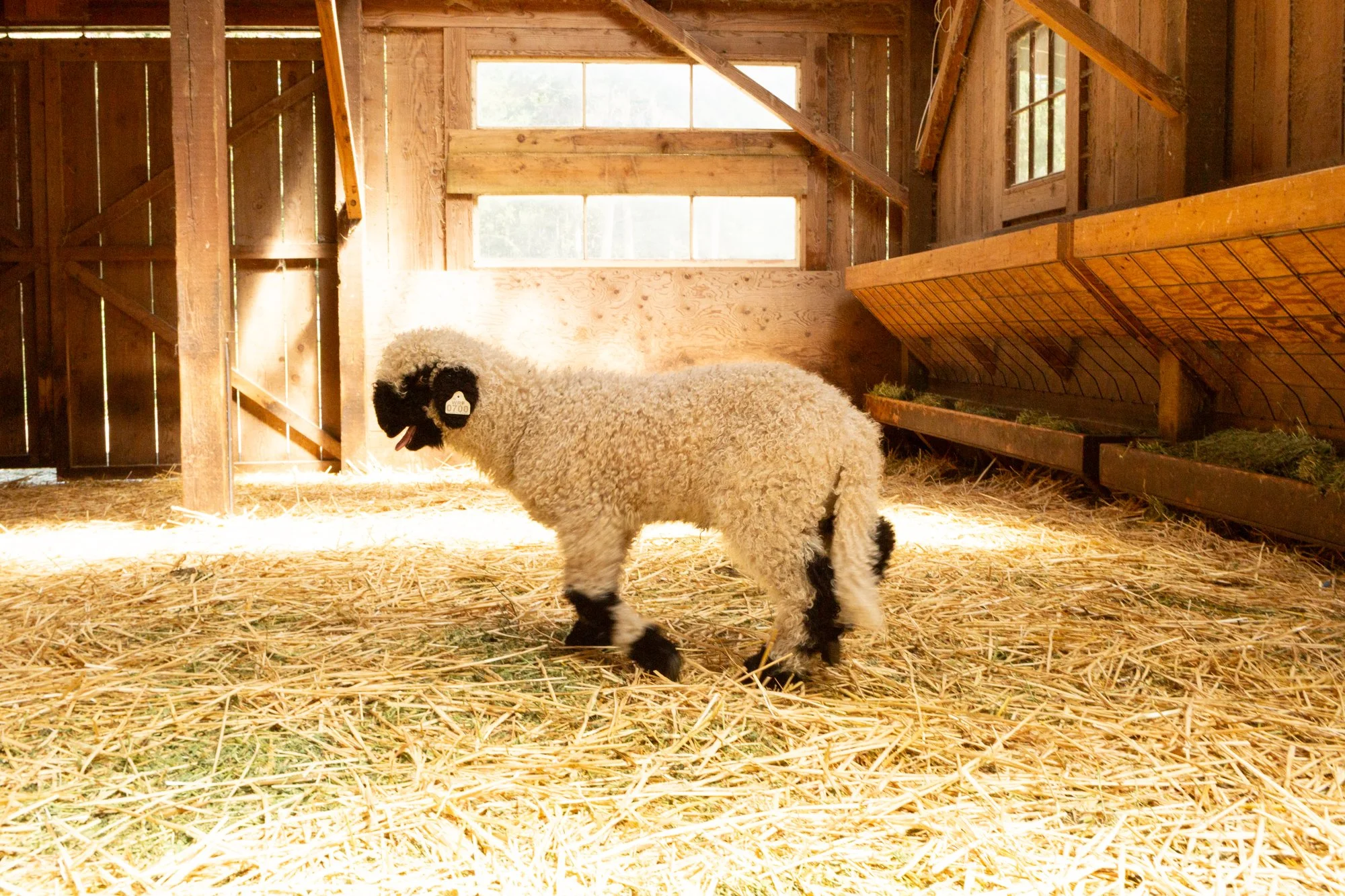 874_Falstaff_Ram-Lamb_PV_2026-5.jpg