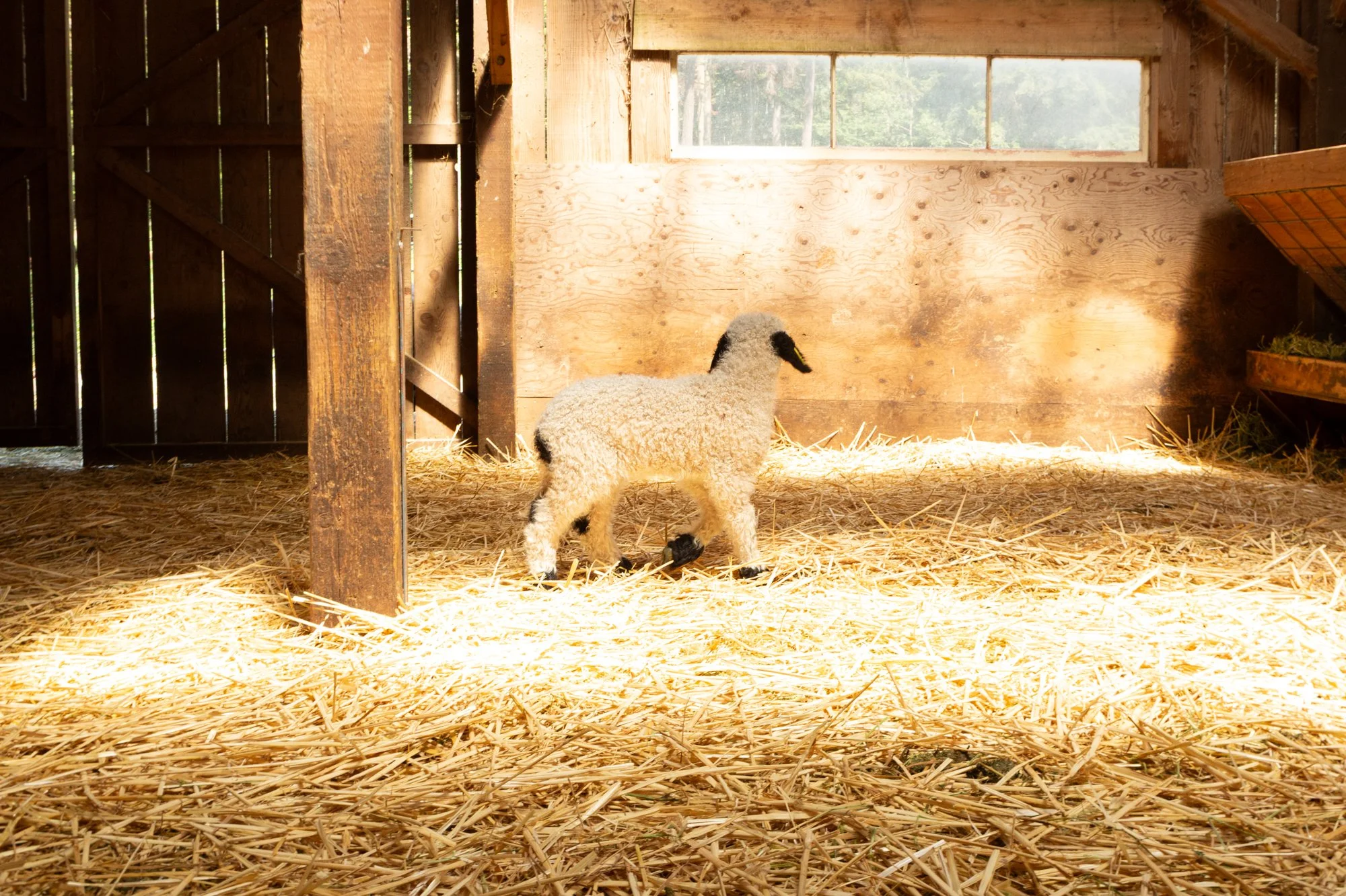 875_Fanny_Ewe-Lamb_PV_2026-6.jpg