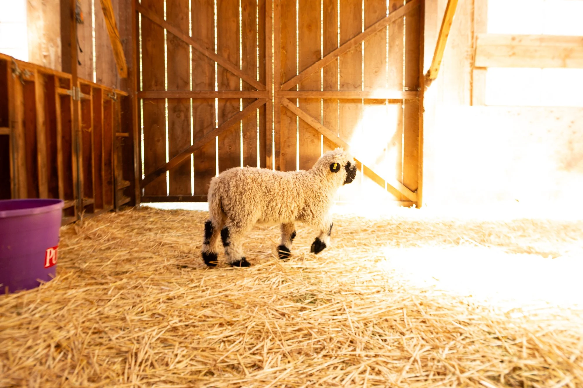 861_Finn_Ram-Lamb_Pure-Valais_2026-7.jpg