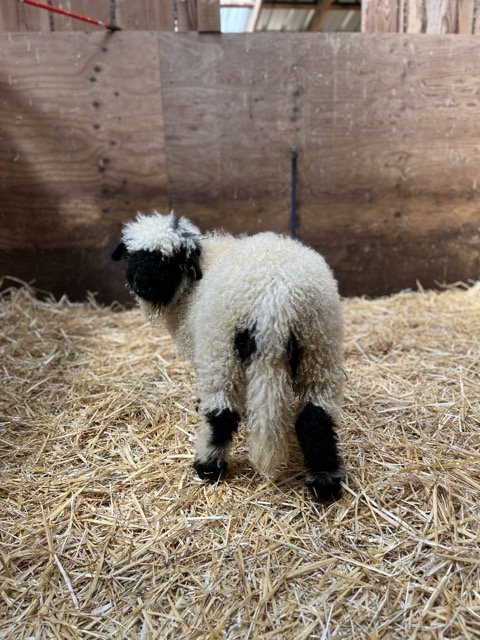 IMG_1425 Medium.jpeg