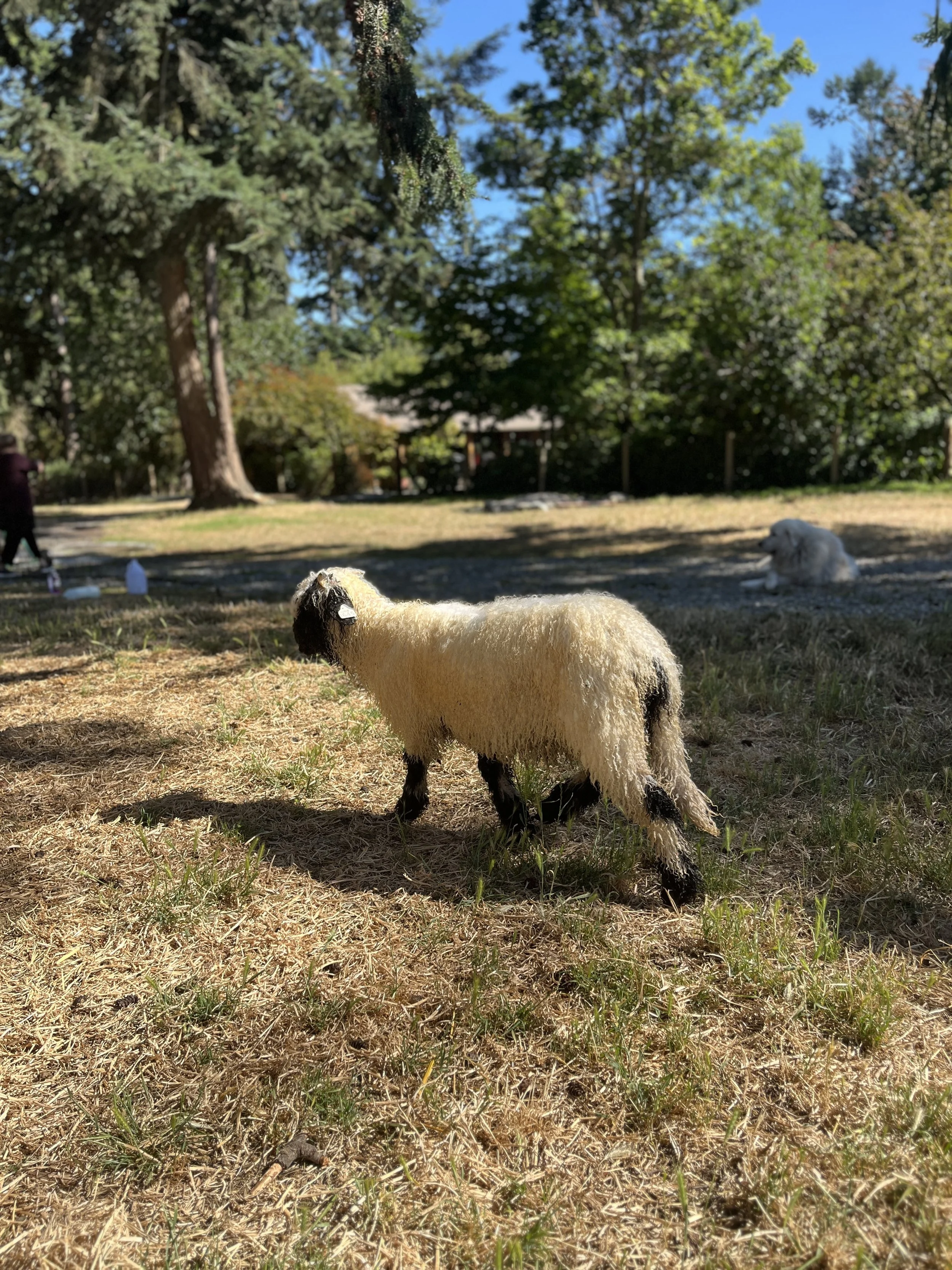 849_PV_Ewe_12.jpg