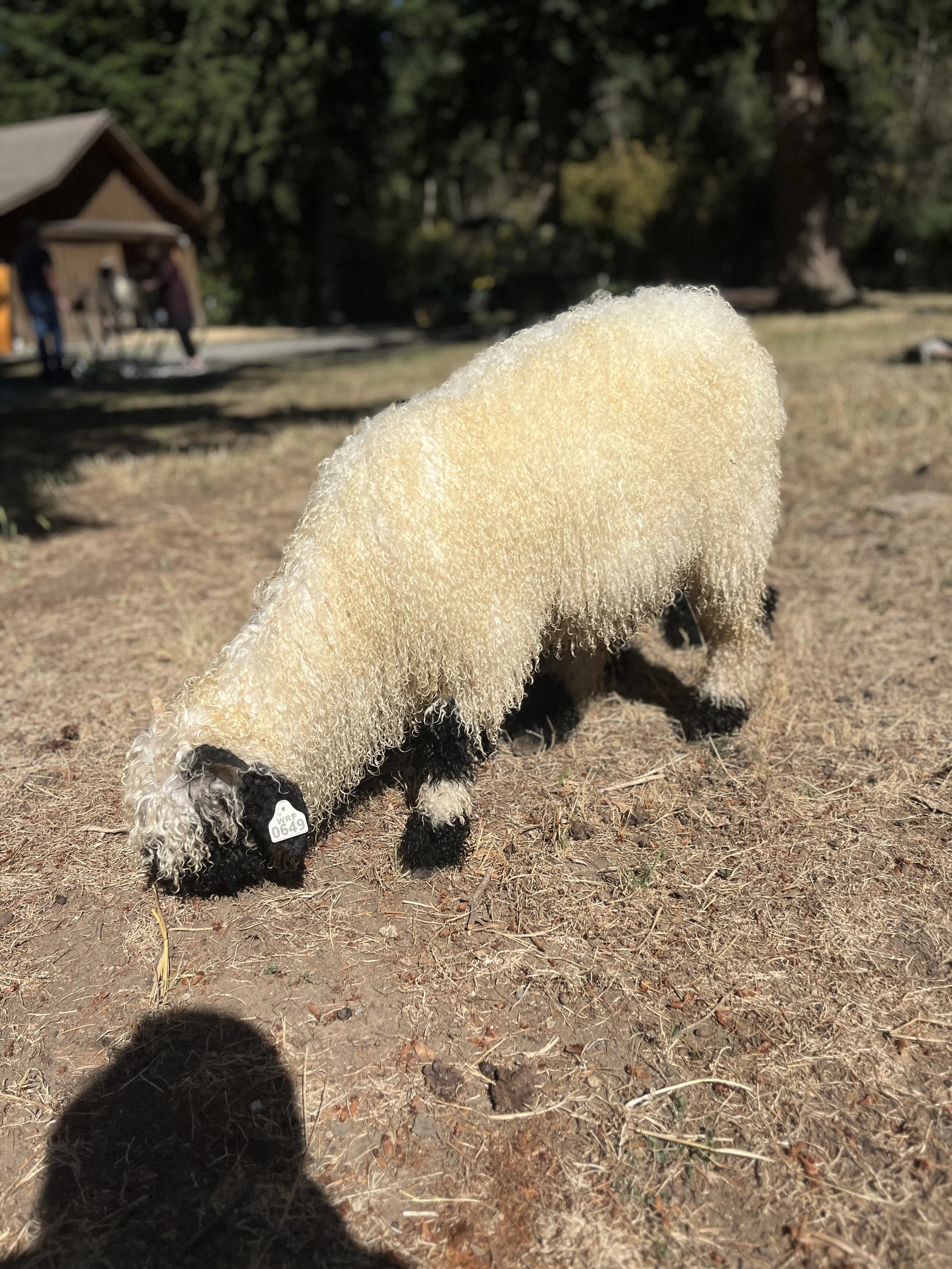 851_PV_Ewe_96.jpg