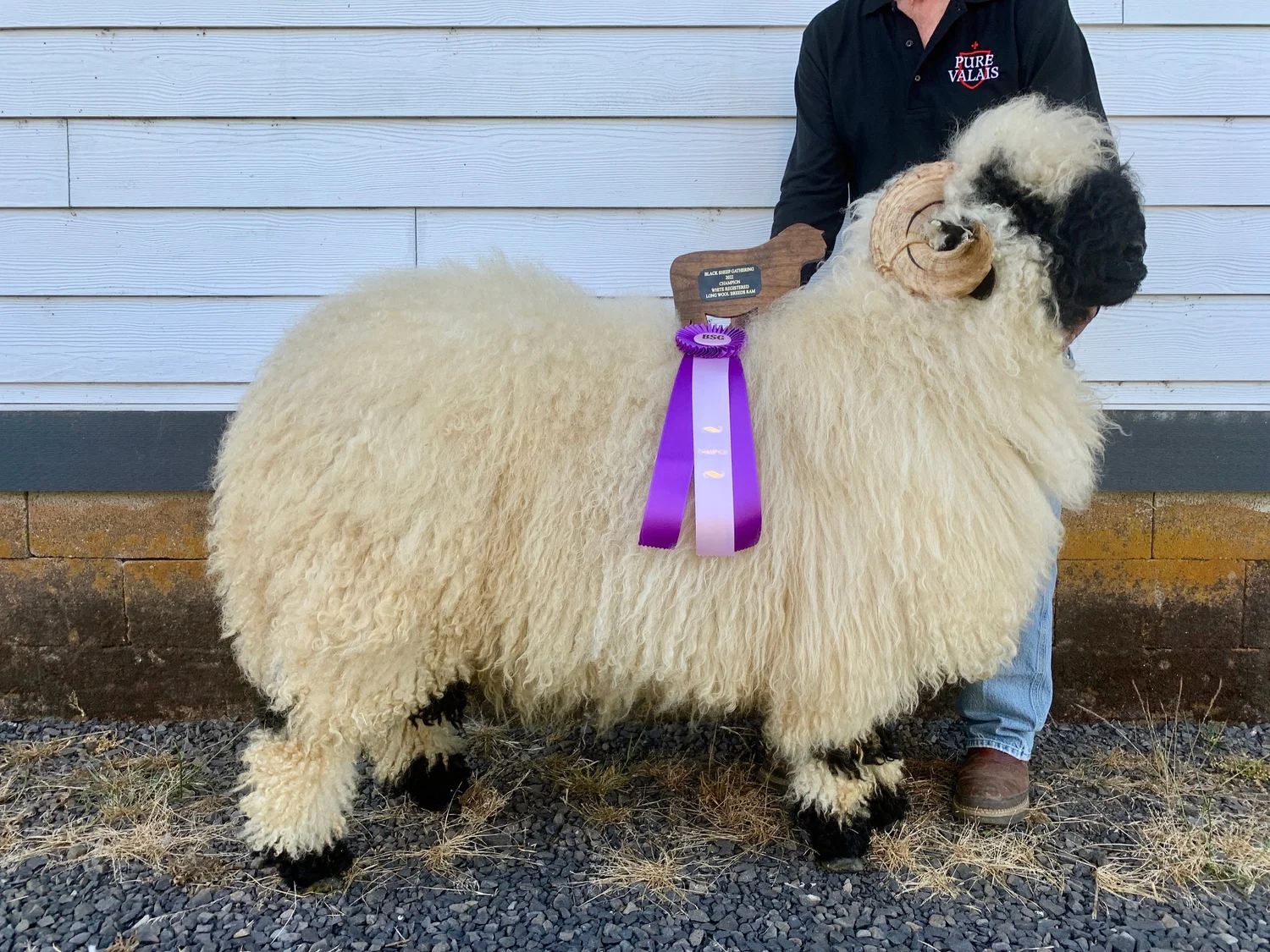 【pooo3】wagnus Aqualice Sheep PV Amadeus 1448-015 - Ram, 2021 — Pure Valais Blacknose