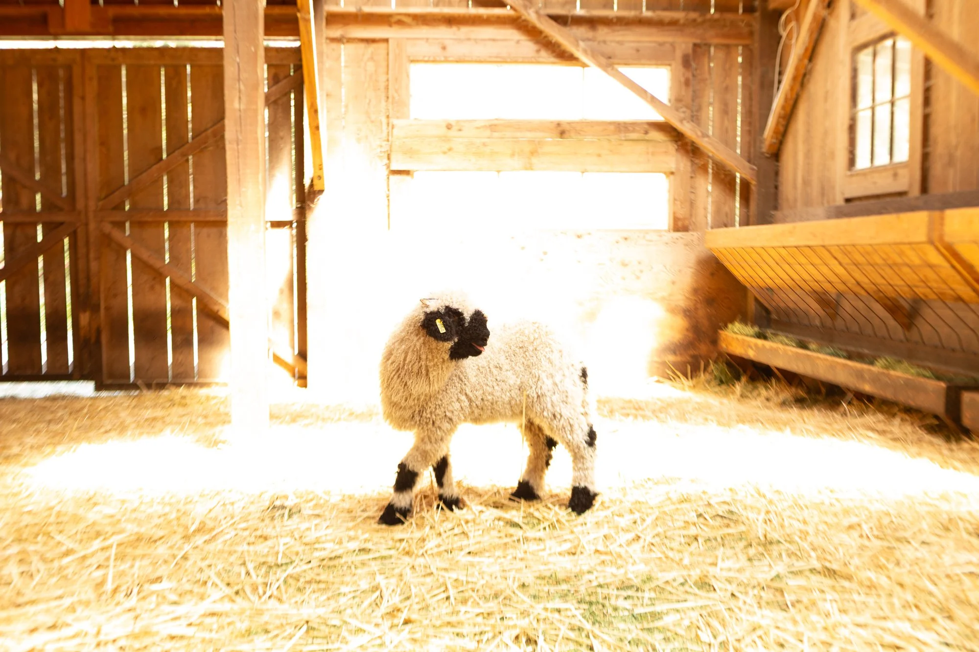 864_Florette_Ewe-Lamb_PV_2026-7.jpg