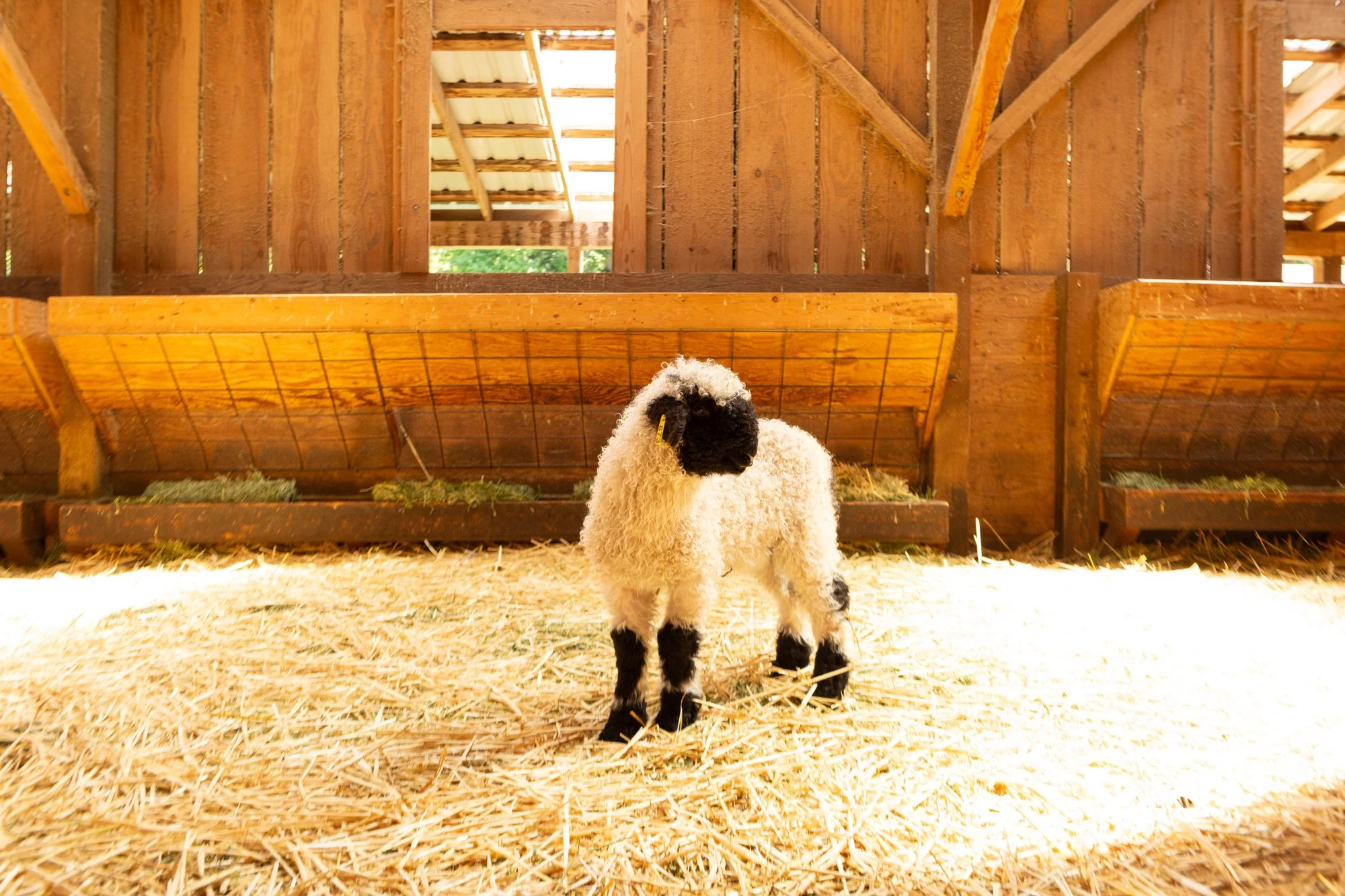 873_Fuschia_Ewe-Lamb_PV_2026-6.jpg