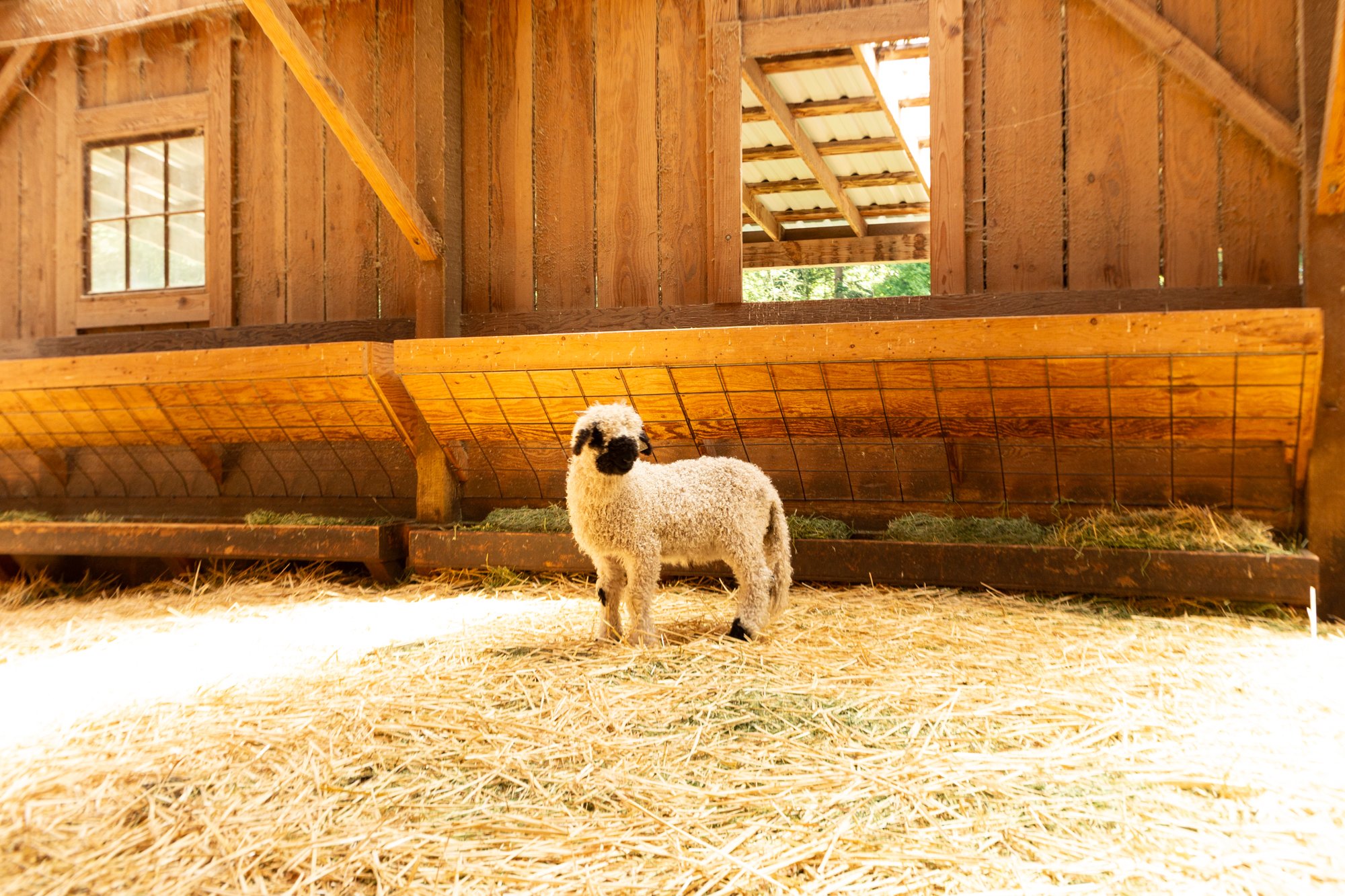859_Franz_Wether-Lamb_PV_2026-7.jpg