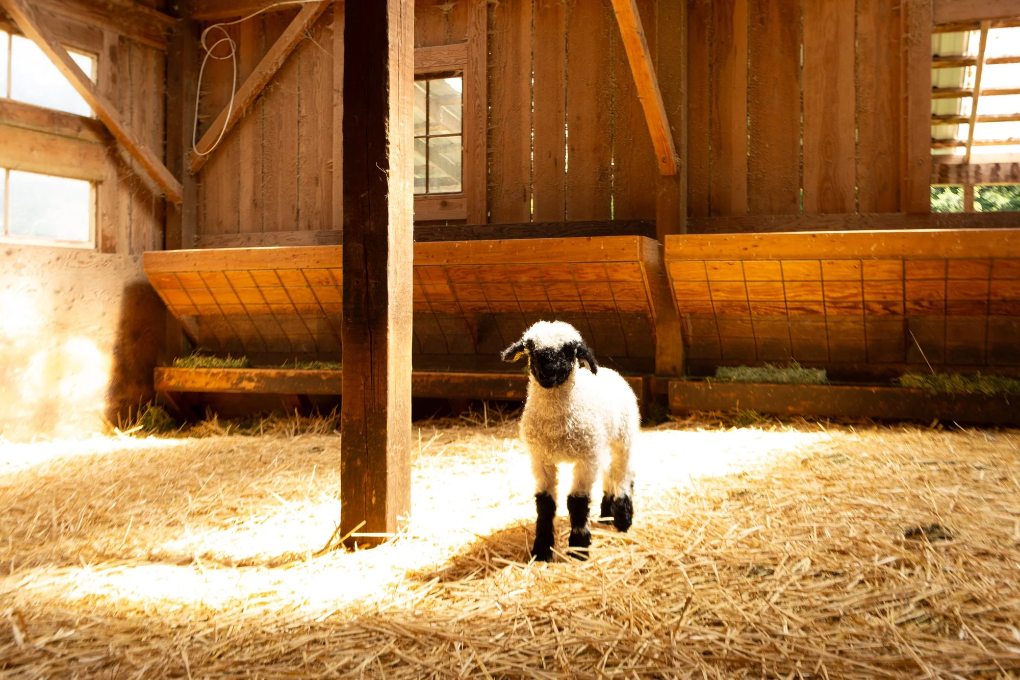 876_Felipe_Wether-Lamb_PV_2026-9.jpg
