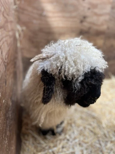 IMG_1324 Medium.jpeg