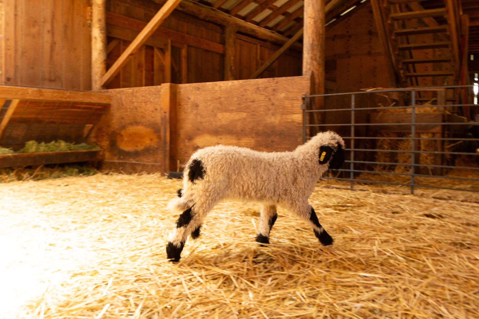873_Fuschia_Ewe-Lamb_PV_2026-8.jpg