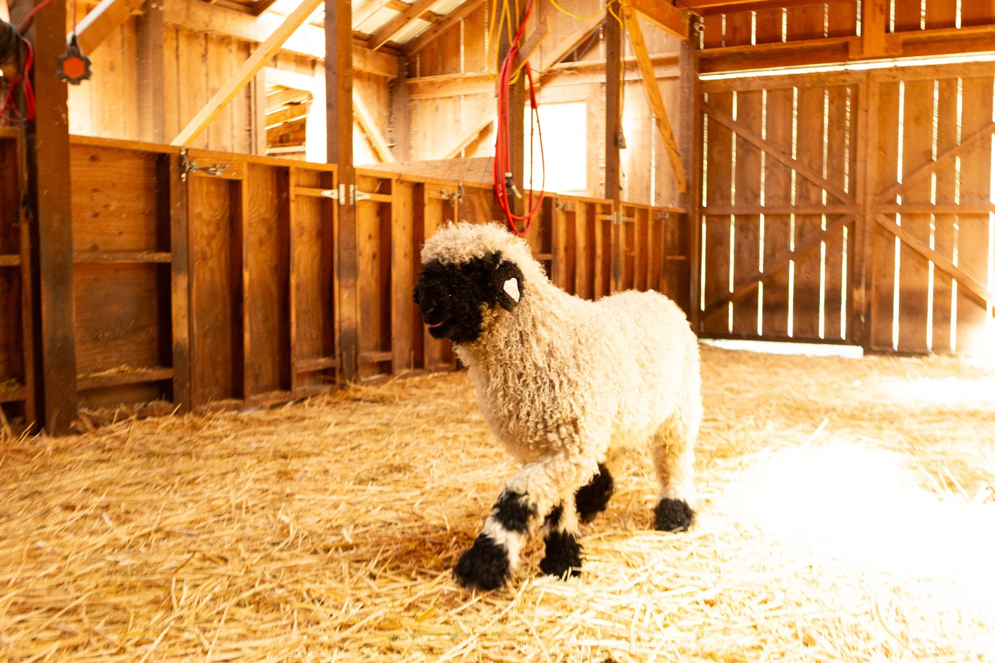 862_Felix_Ram-Lamb_PV_2026-2.jpg