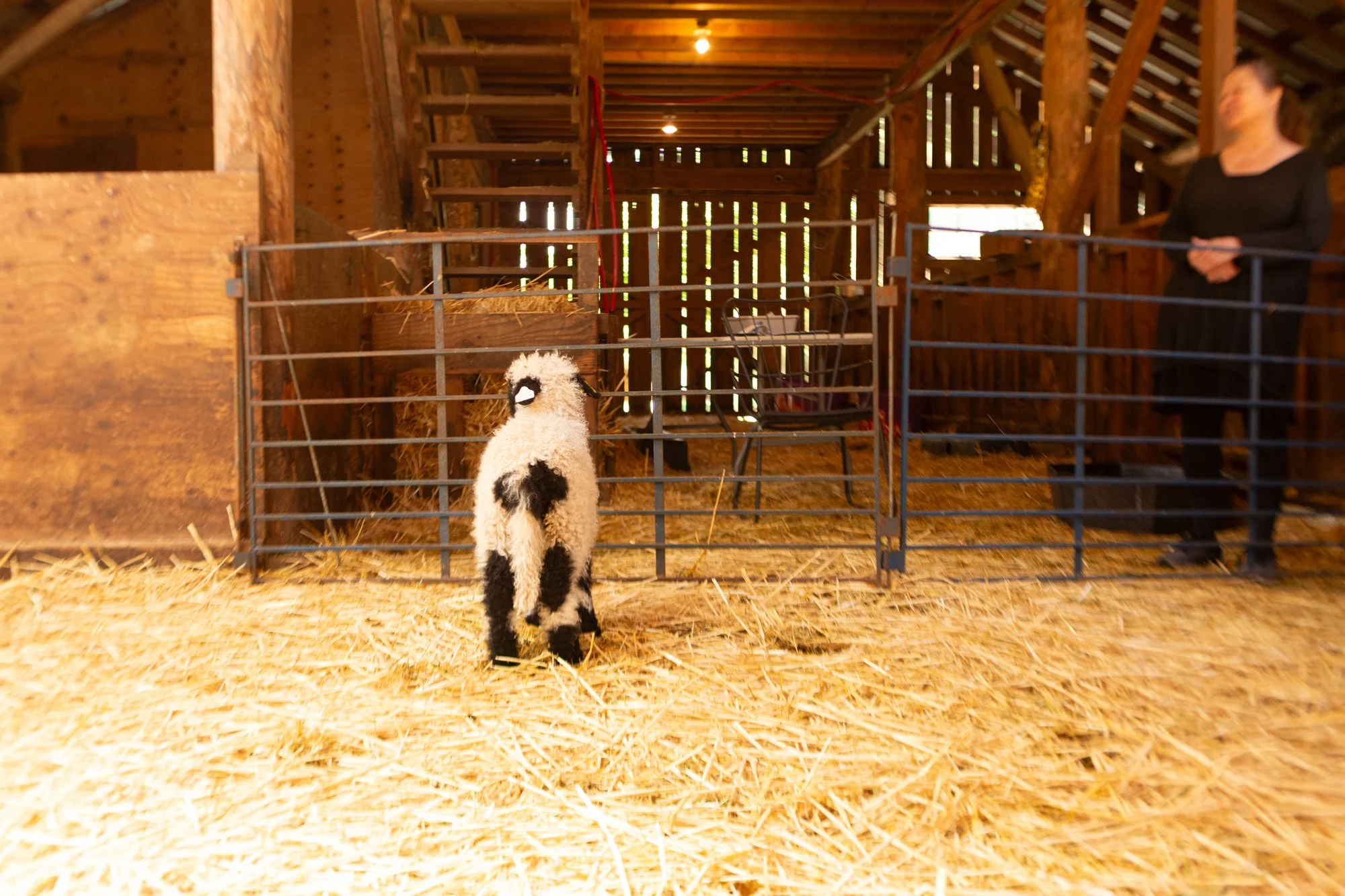 865_Florence_Ewe-Lamb_PV_2026-6.jpg