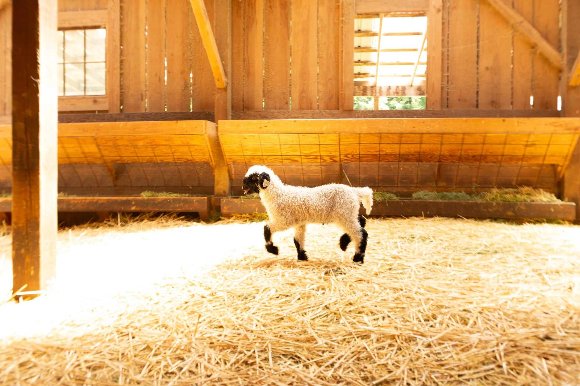 876_Felipe_Wether-Lamb_PV_2026-7.jpg