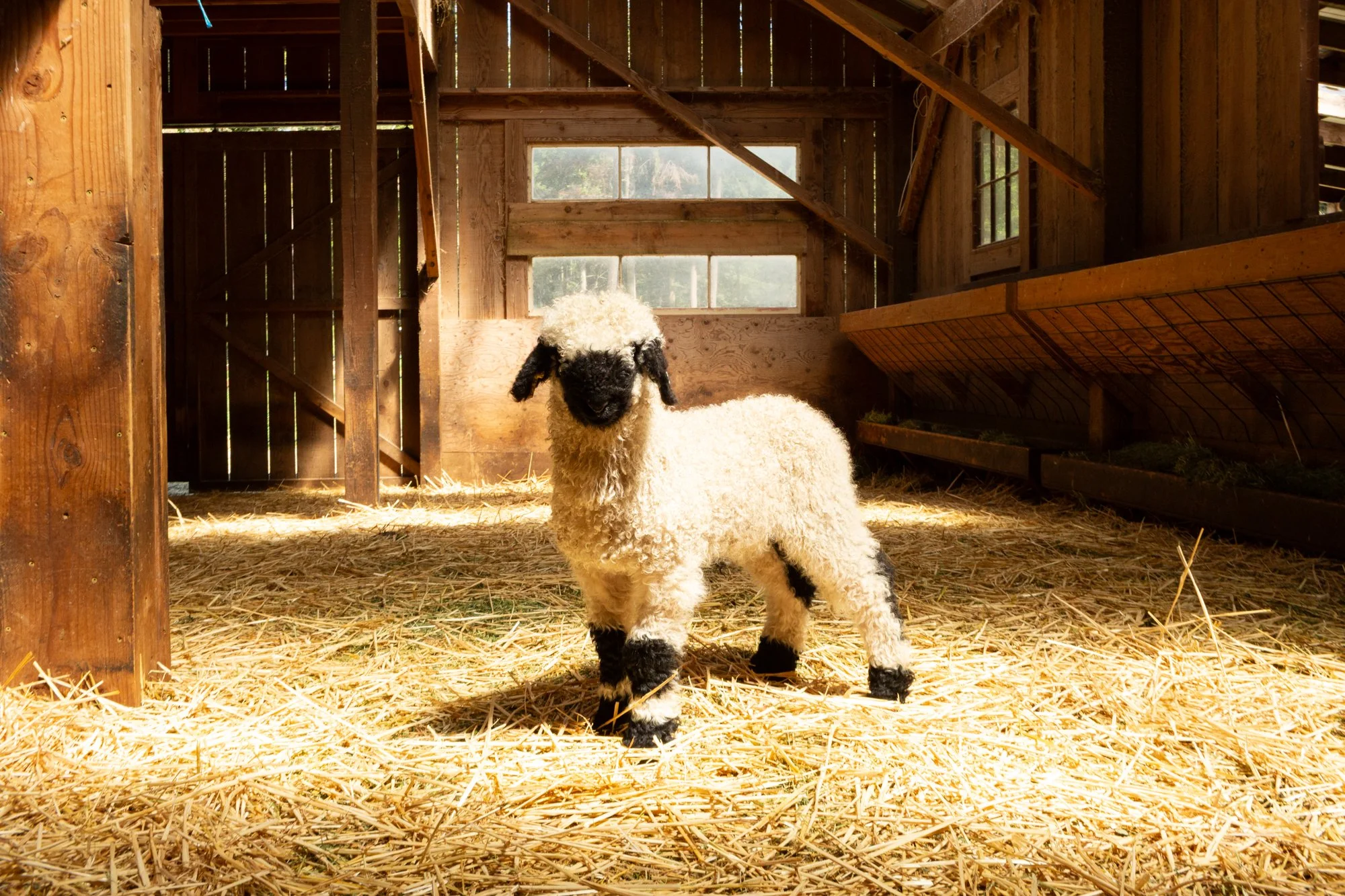 874_Falstaff_Ram-Lamb_PV_2026-4.jpg