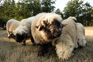 Pure Valais Blacknose Sheep for Sale