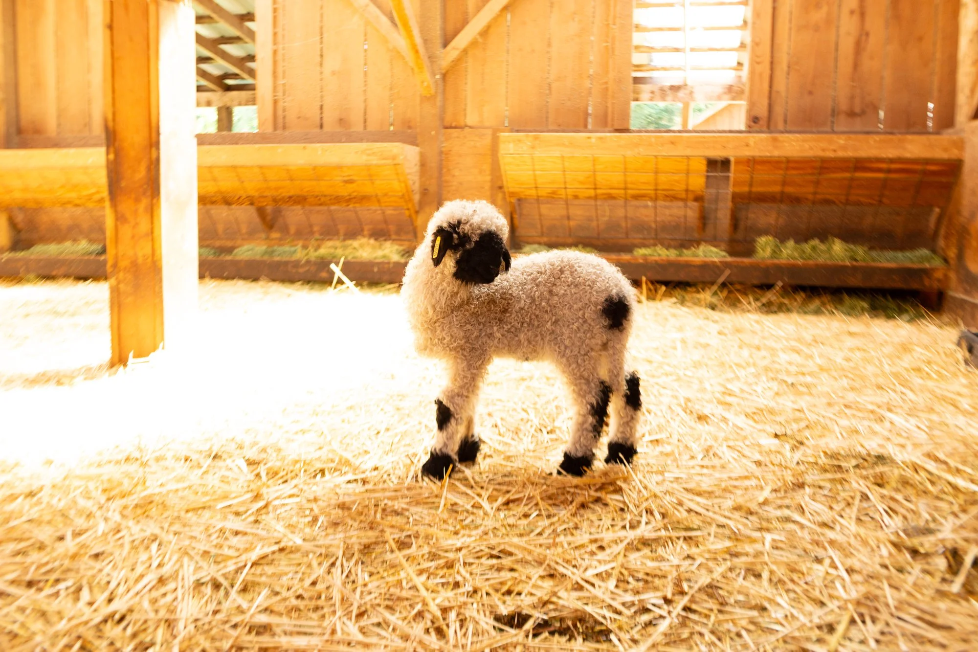 869_Francesca_Ewe-Lamb_PV_2026-4.jpg