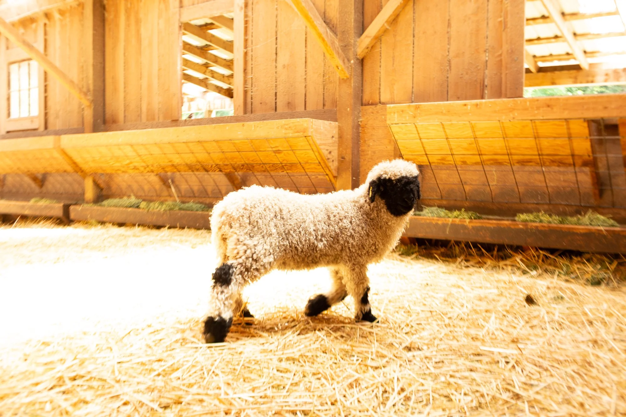 862_Felix_Ram-Lamb_PV_2026-5.jpg