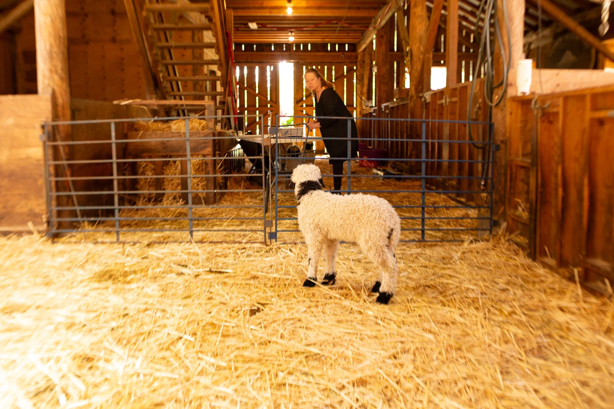 867_Fresia_Ewe-Lamb_PV_2026-7.jpg