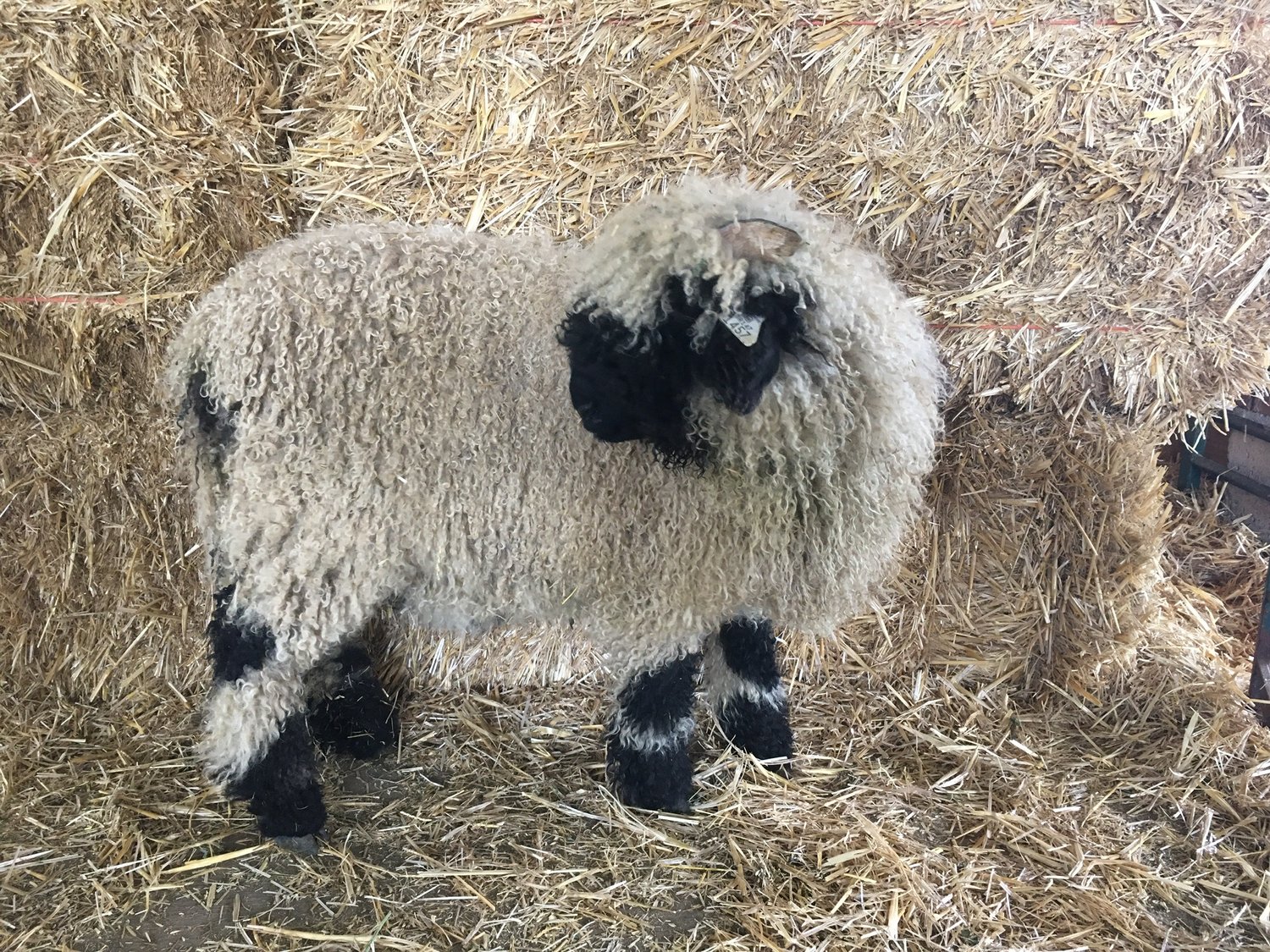 PV Aurelia 1457-003 - Ewe, 2021 — Pure Valais Blacknose PV Aurelia 1457-003 - Ewe, 2021 — Pure Valais Blacknose