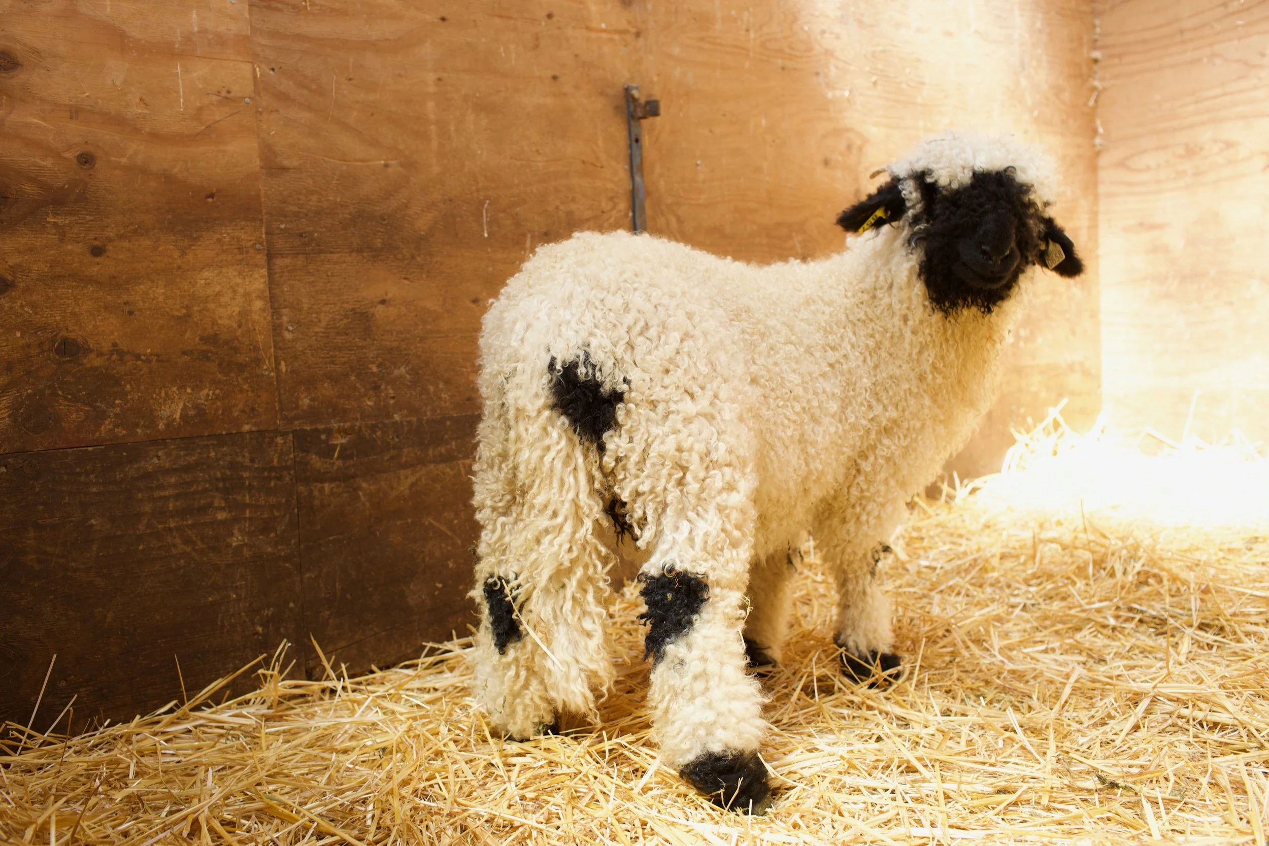 0658-857_PV_Ewe-lamb_2.jpeg