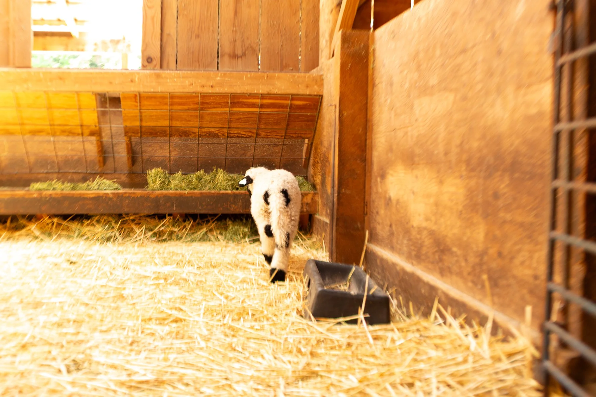 866_Freya_Ewe-Lamb_PV_2026-3.jpg