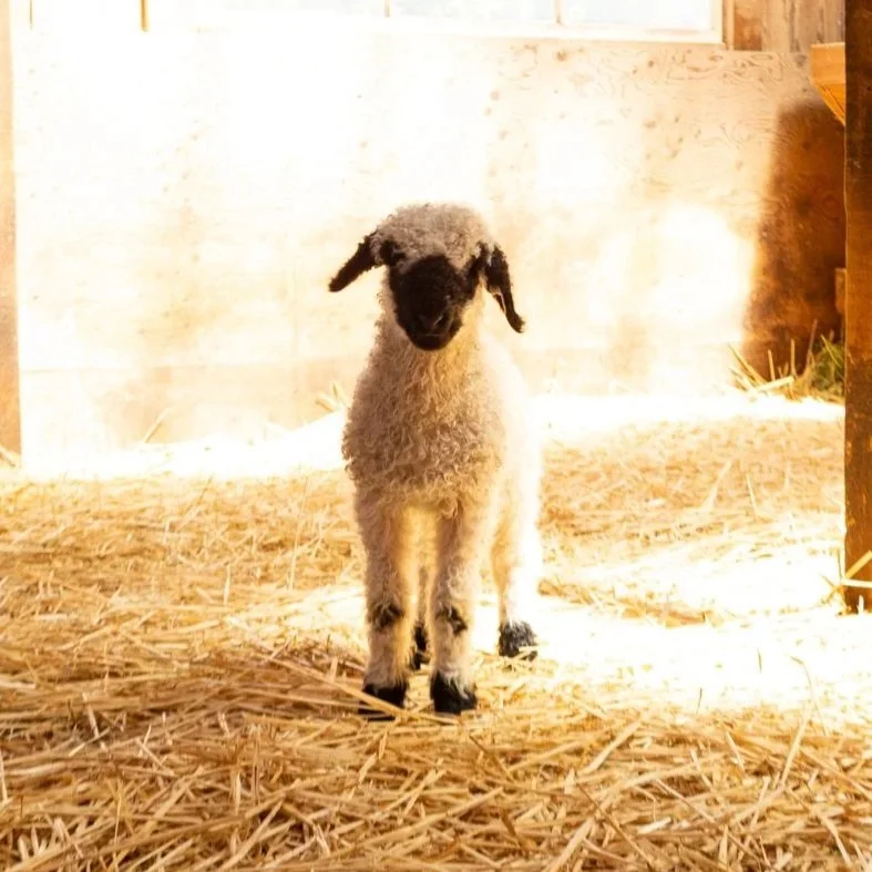 PV Fanny 875 - Ewe, 2026