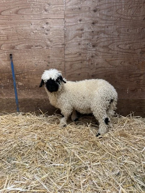 IMG_1463 Medium.jpeg