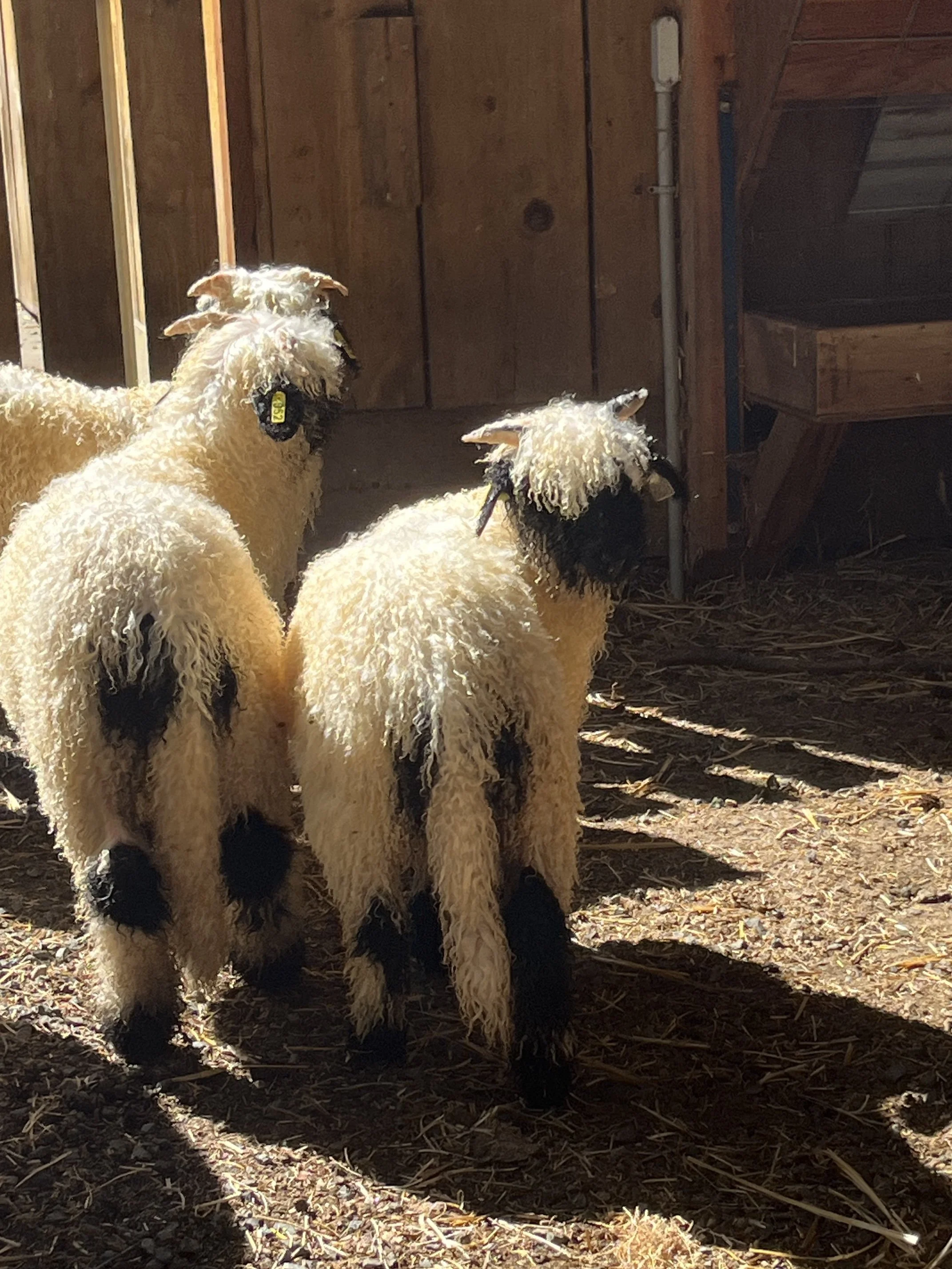 849_PV_Ewe_20.jpg