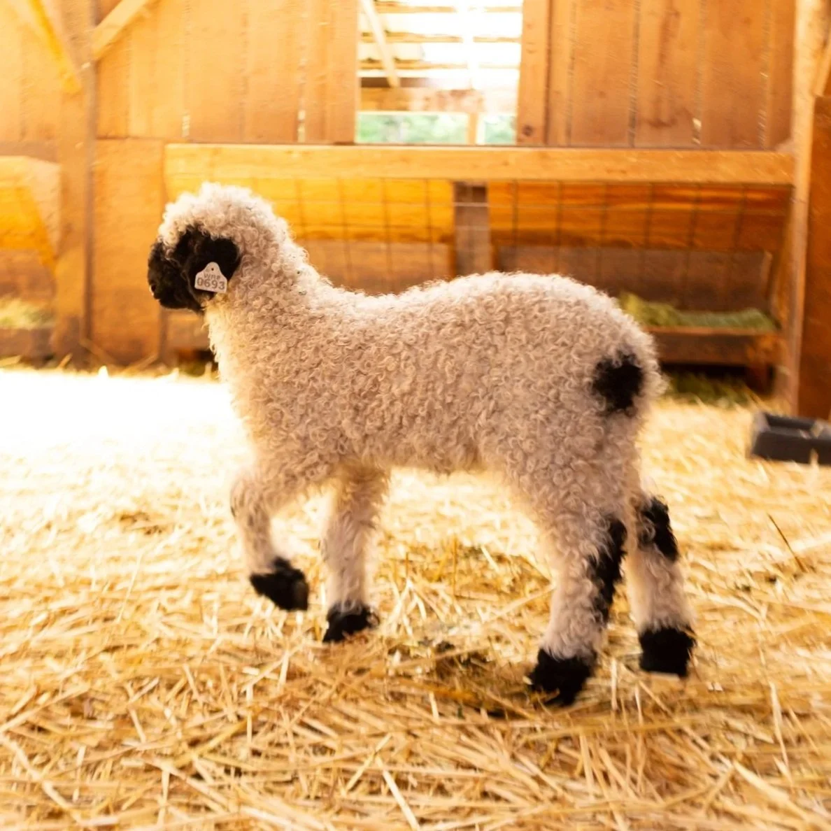 PV Francesca 869 - Ewe, 2026