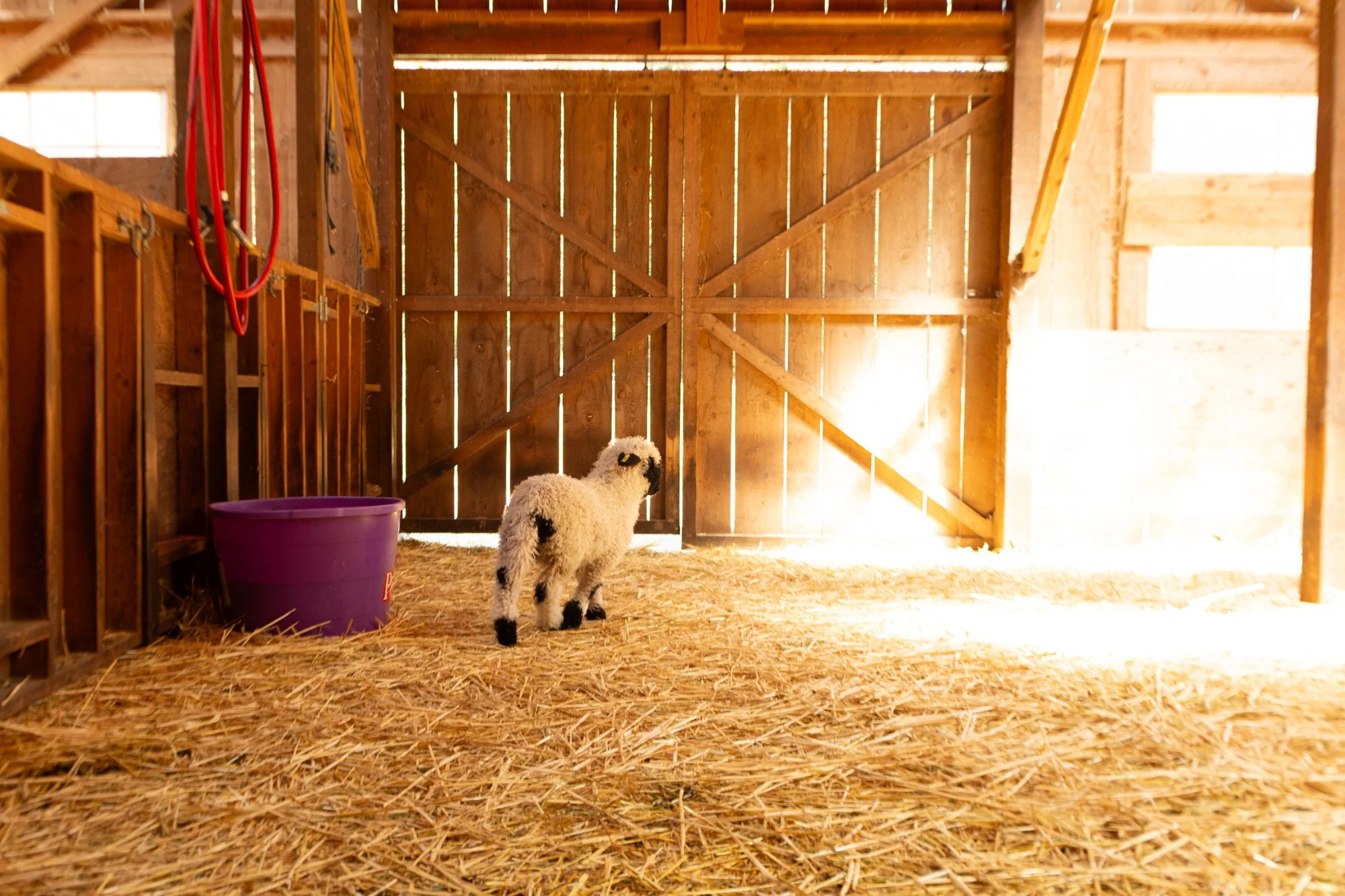 860_Felicia_Ewe-Lamb_Pure-Valais_2026-3.jpg