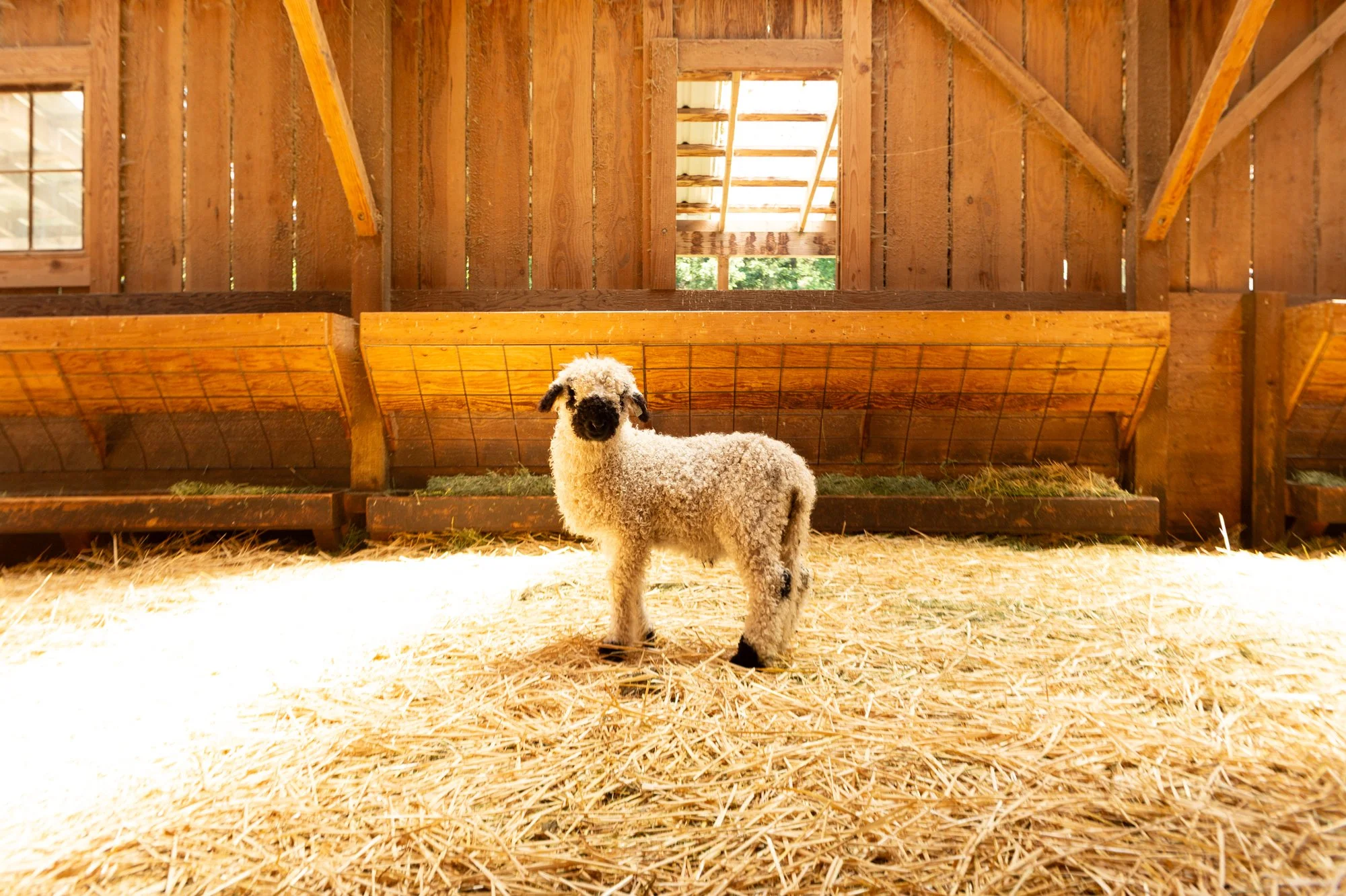 859_Franz_Wether-Lamb_PV_2026-2.jpg