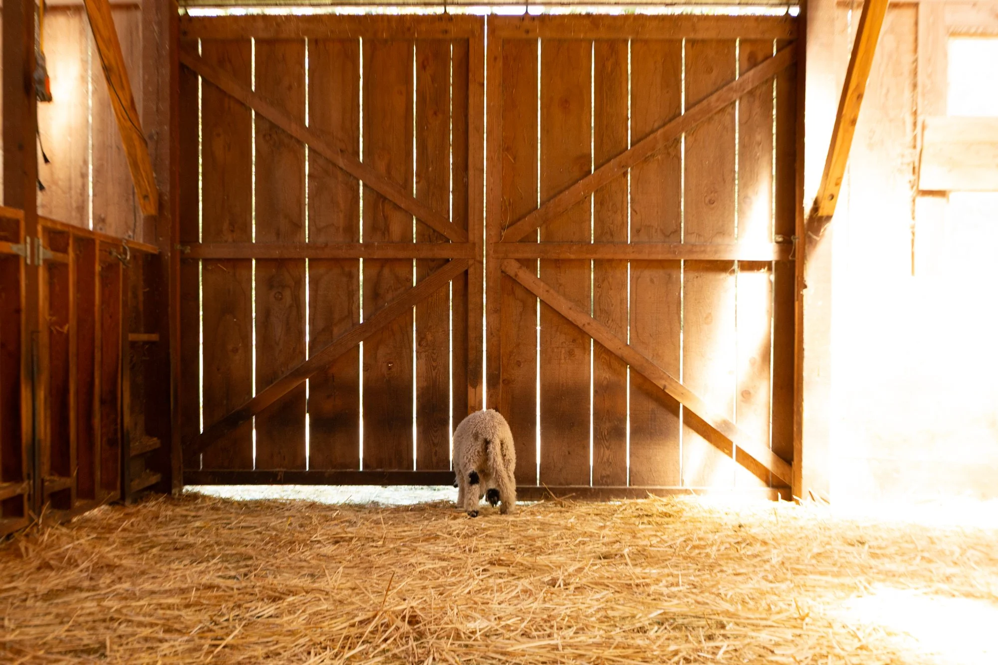 859_Franz_Wether-Lamb_PV_2026-8.jpg
