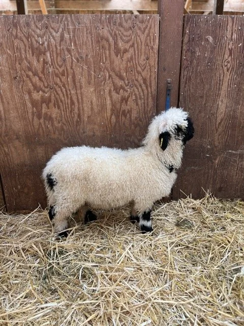 IMG_1385 Medium.jpeg