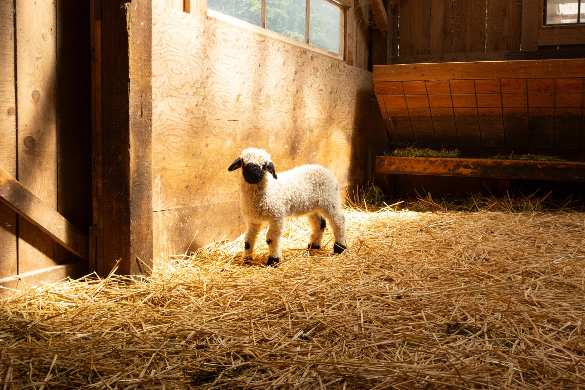 866_Freya_Ewe-Lamb_PV_2026-5.jpg
