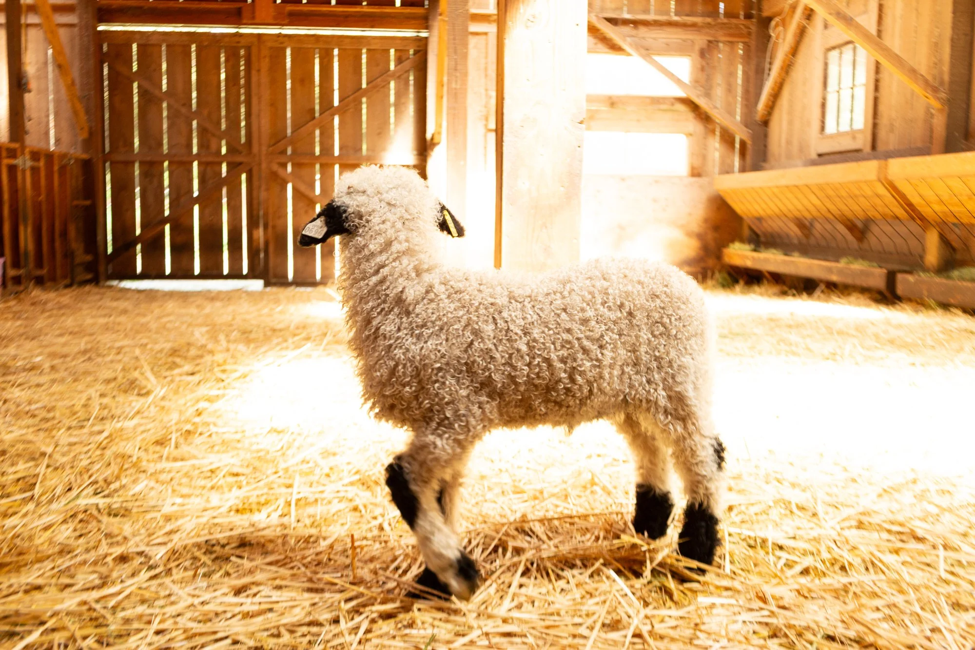 877_Forrest_Ram-Lamb_PV_2026-6.jpg